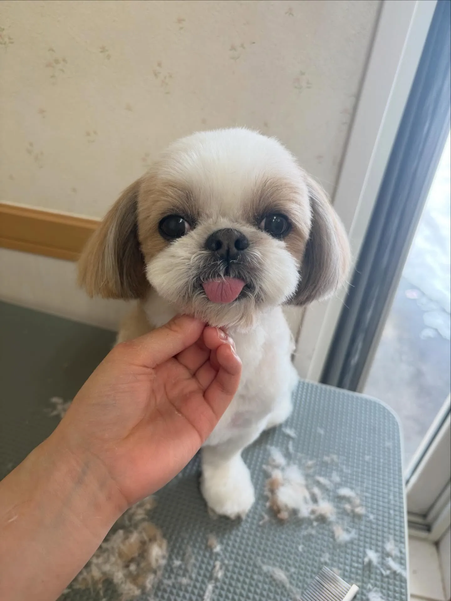 犬のトリミング✂️