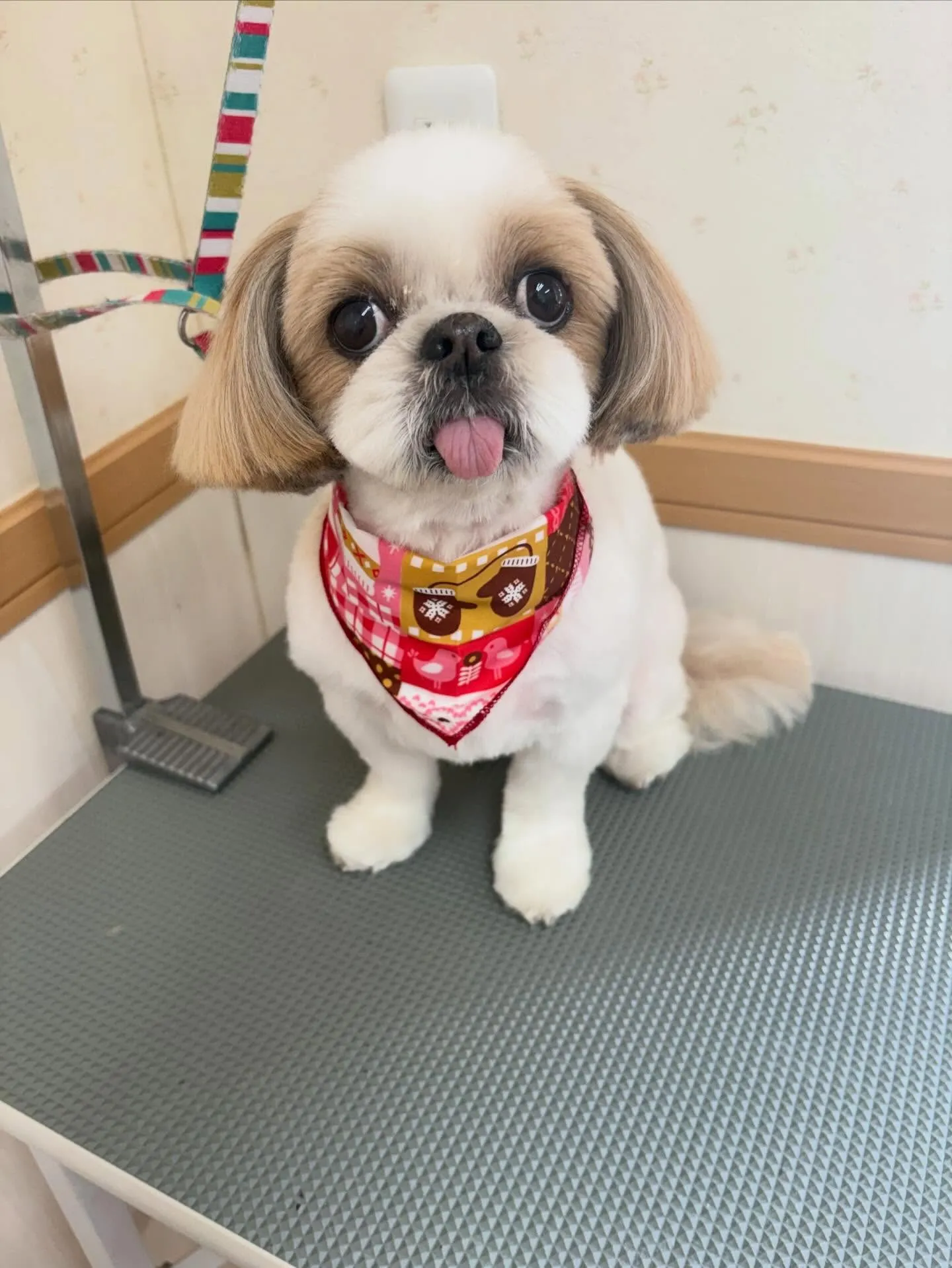 犬のトリミング✂️