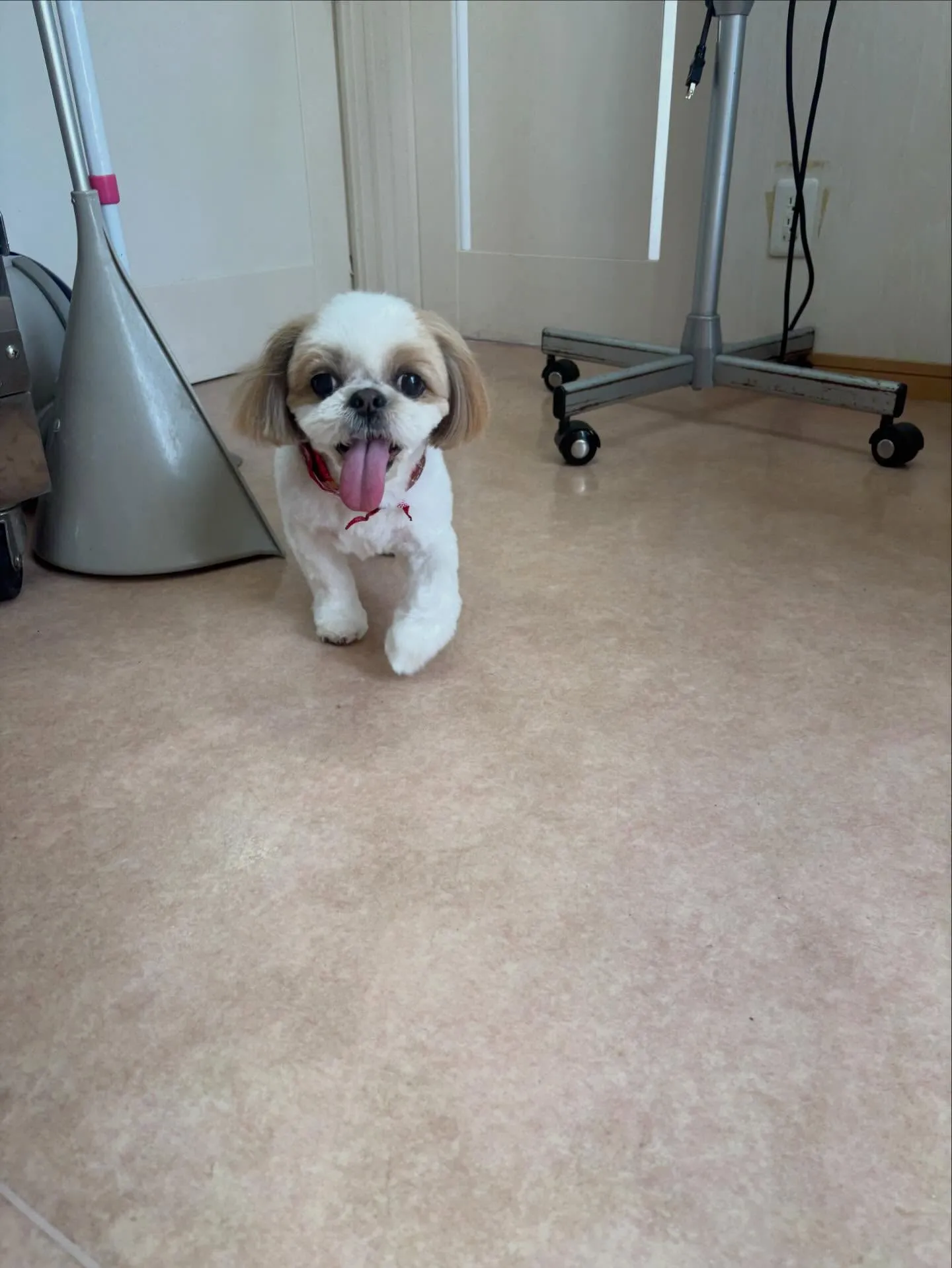 犬のトリミング✂️