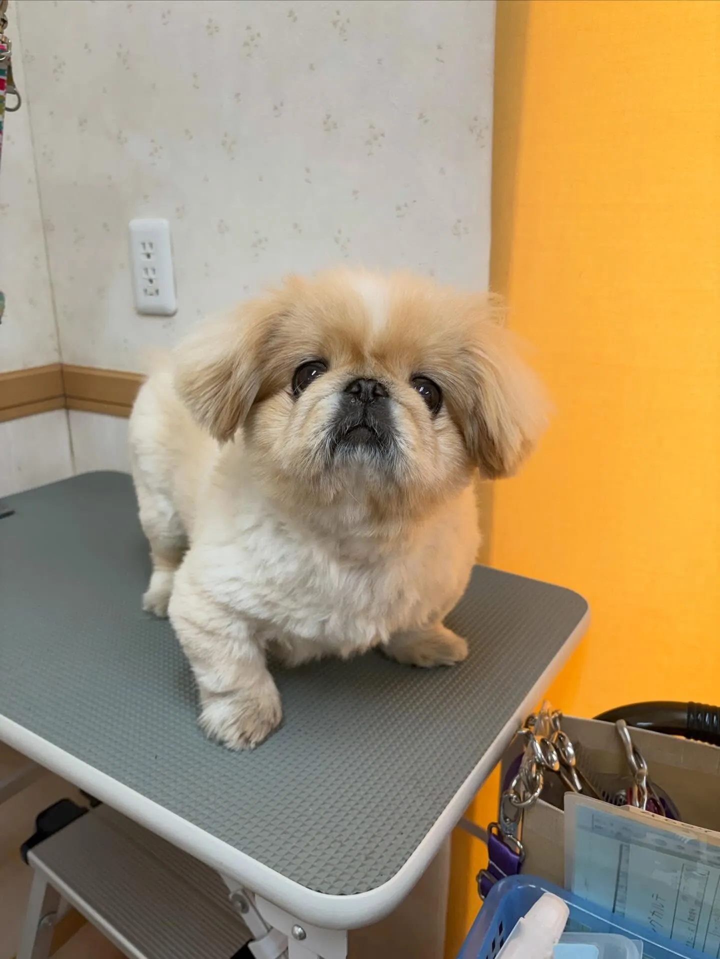 犬のトリミング✂️