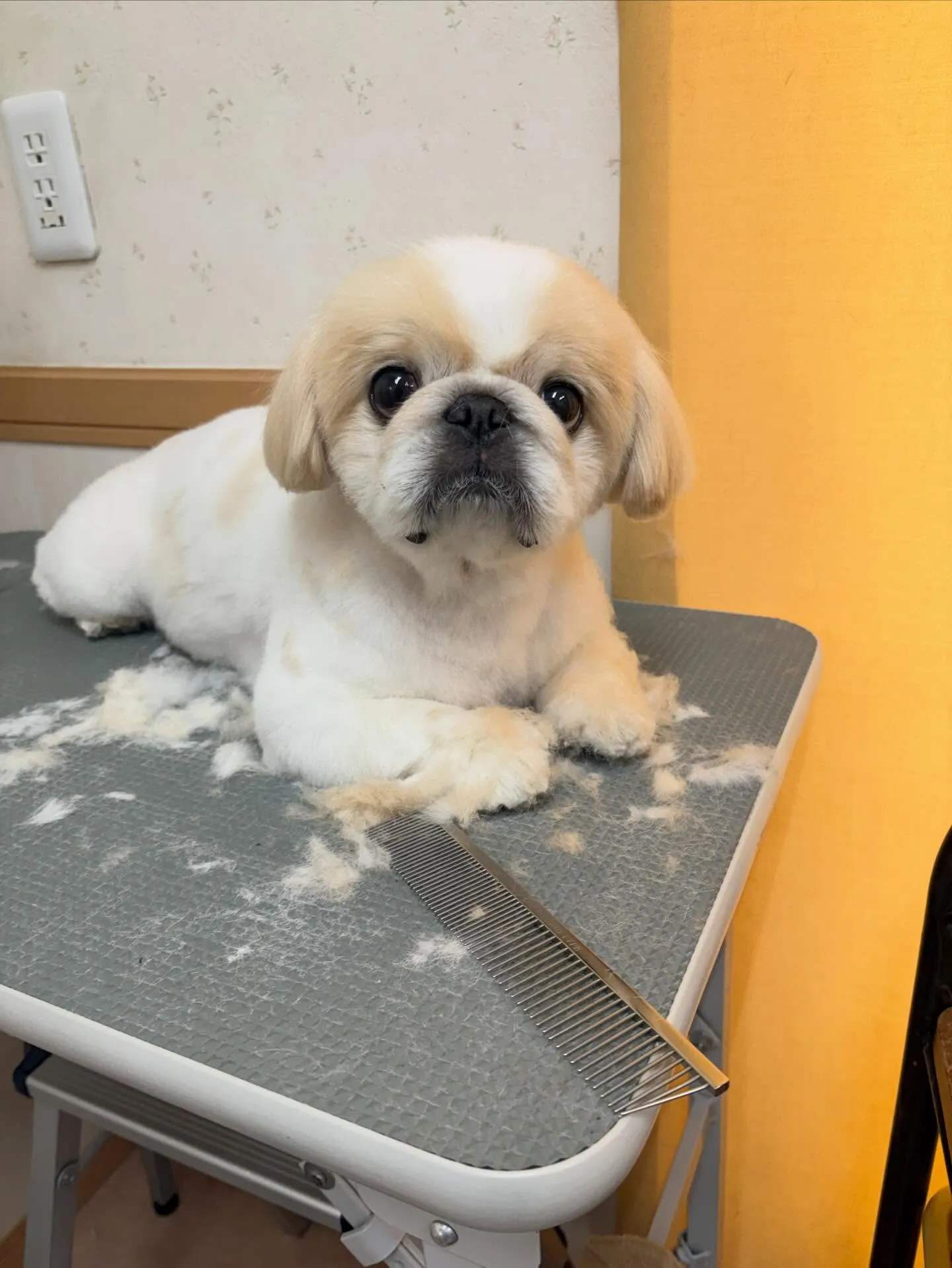 犬のトリミング✂️