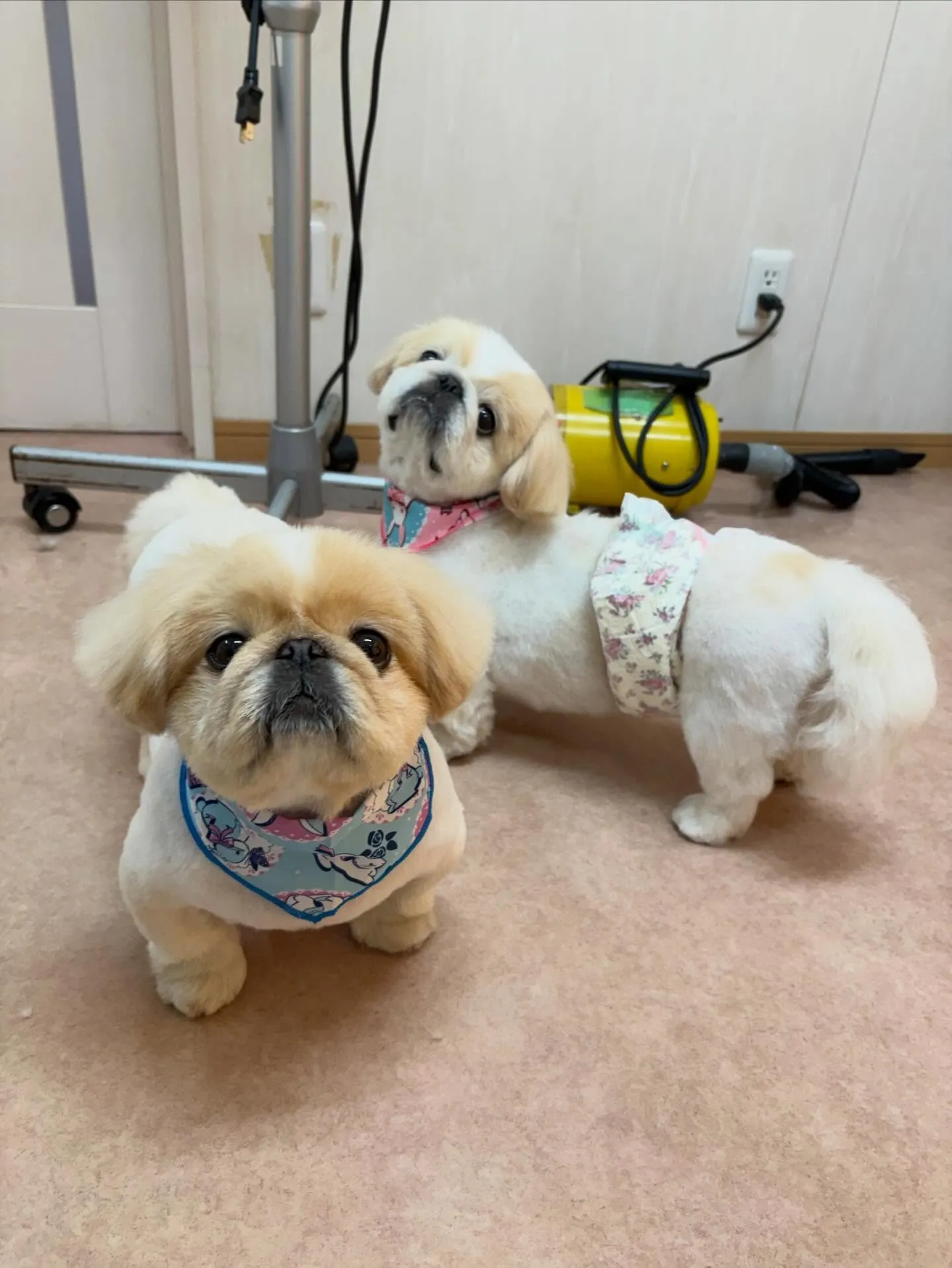 犬のトリミング✂️