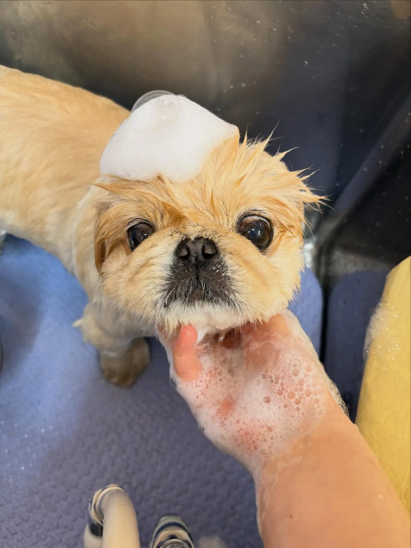 犬のトリミング✂️