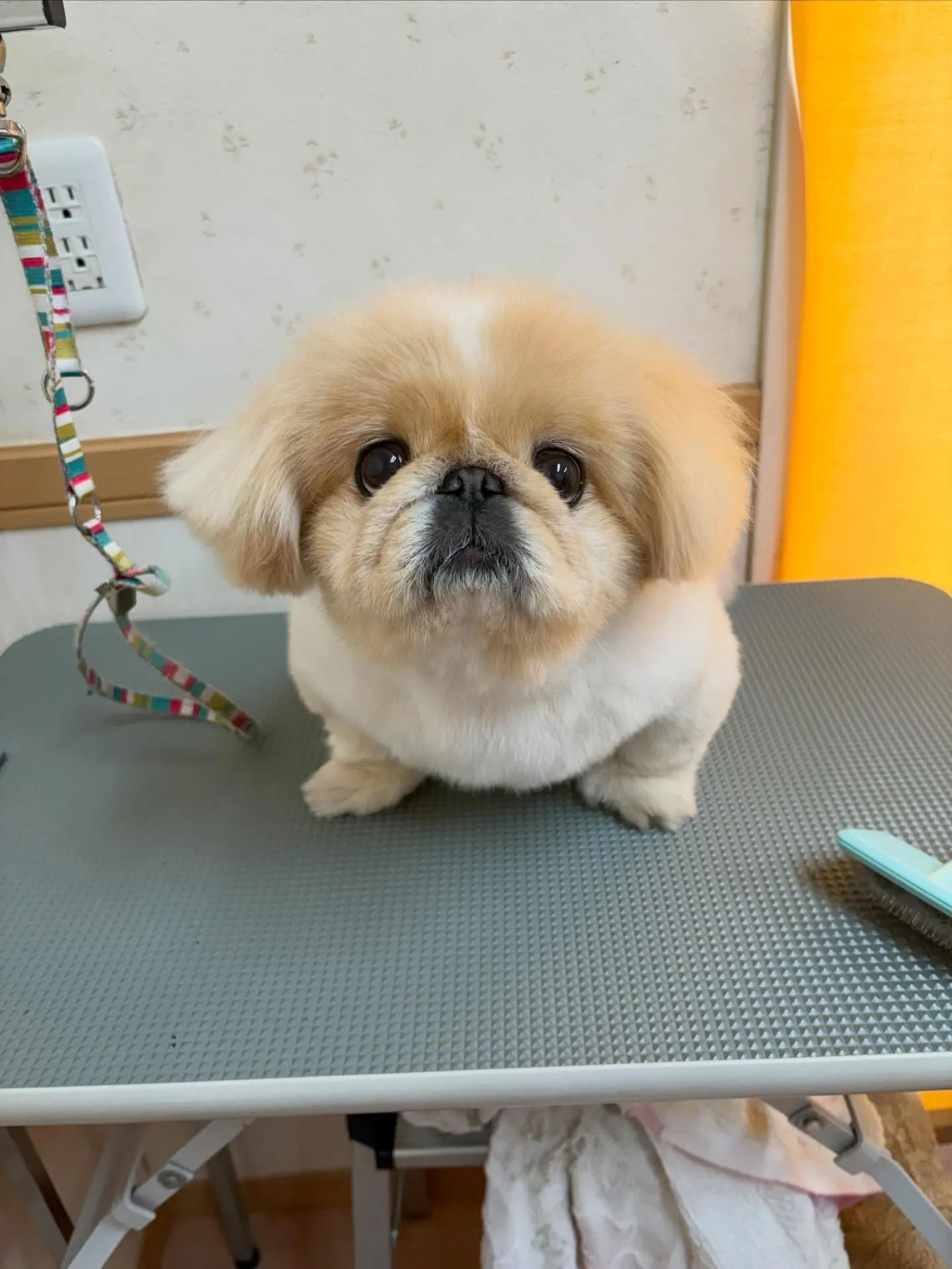 犬のトリミング✂️