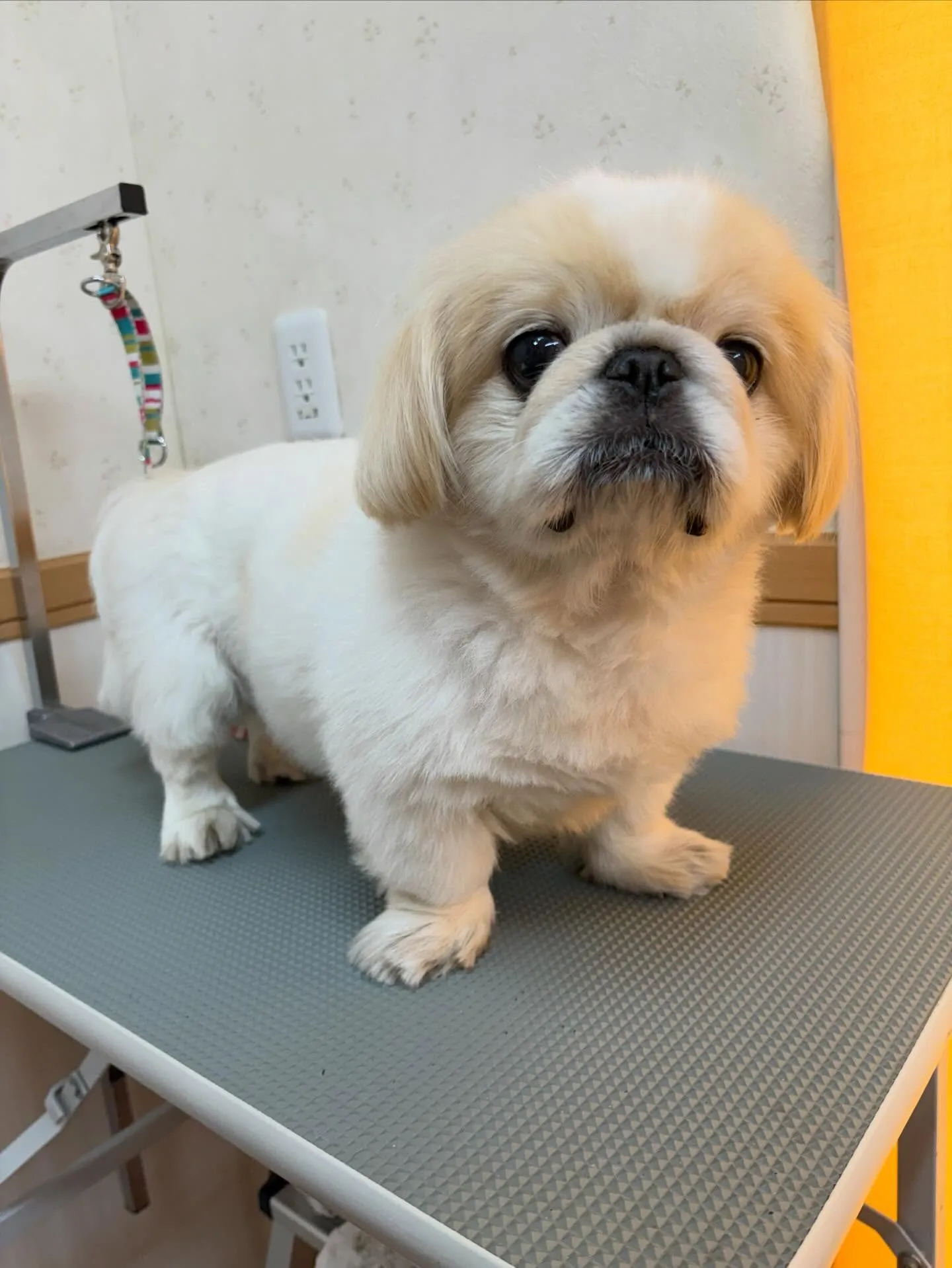 犬のトリミング✂️