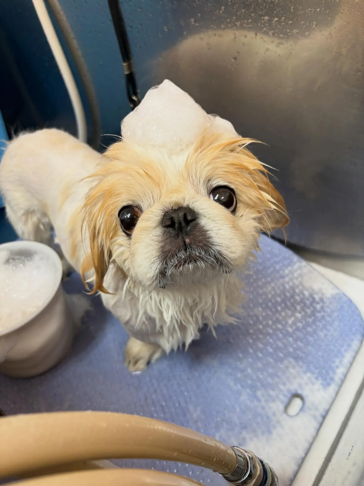 犬のトリミング✂️