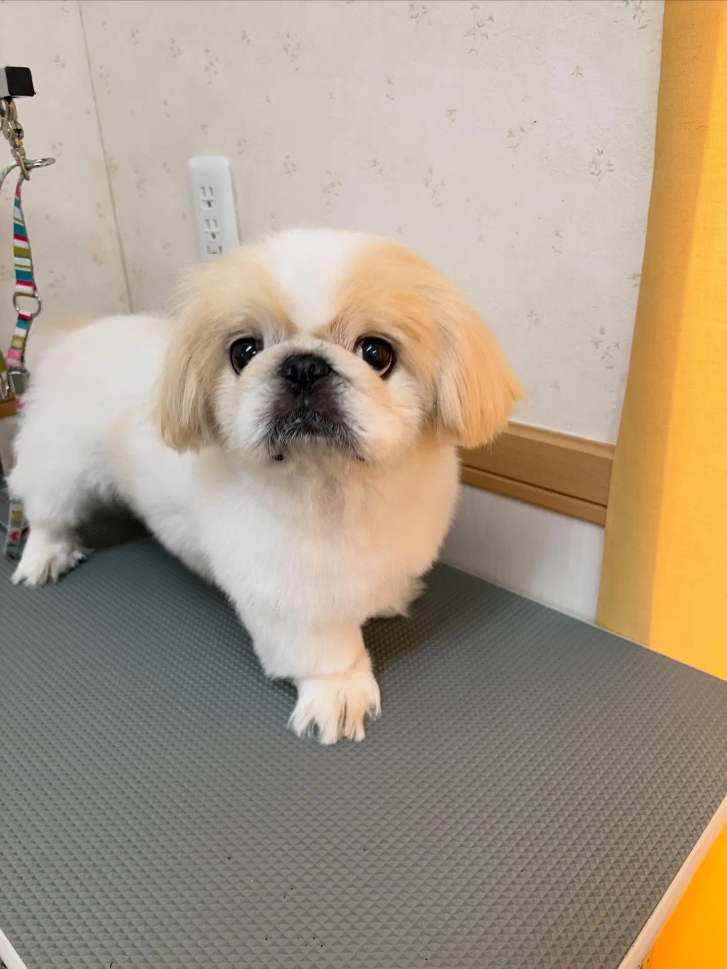 犬のトリミング✂️