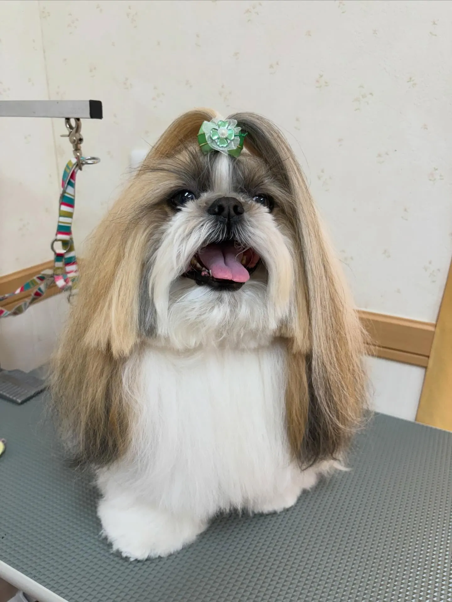 犬のシャンプー🫧