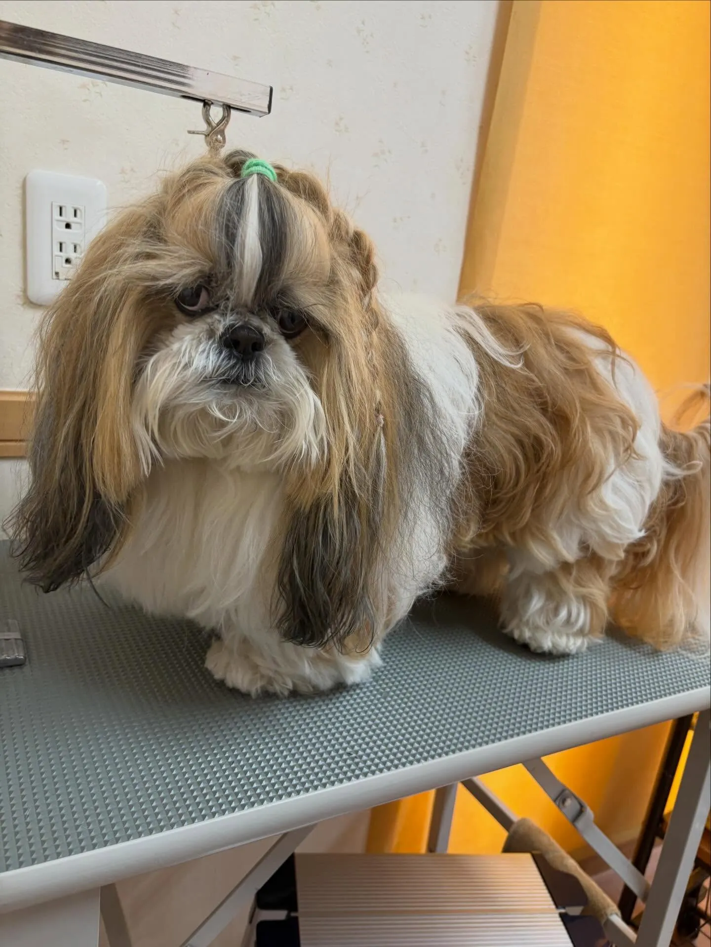 犬のシャンプー🫧