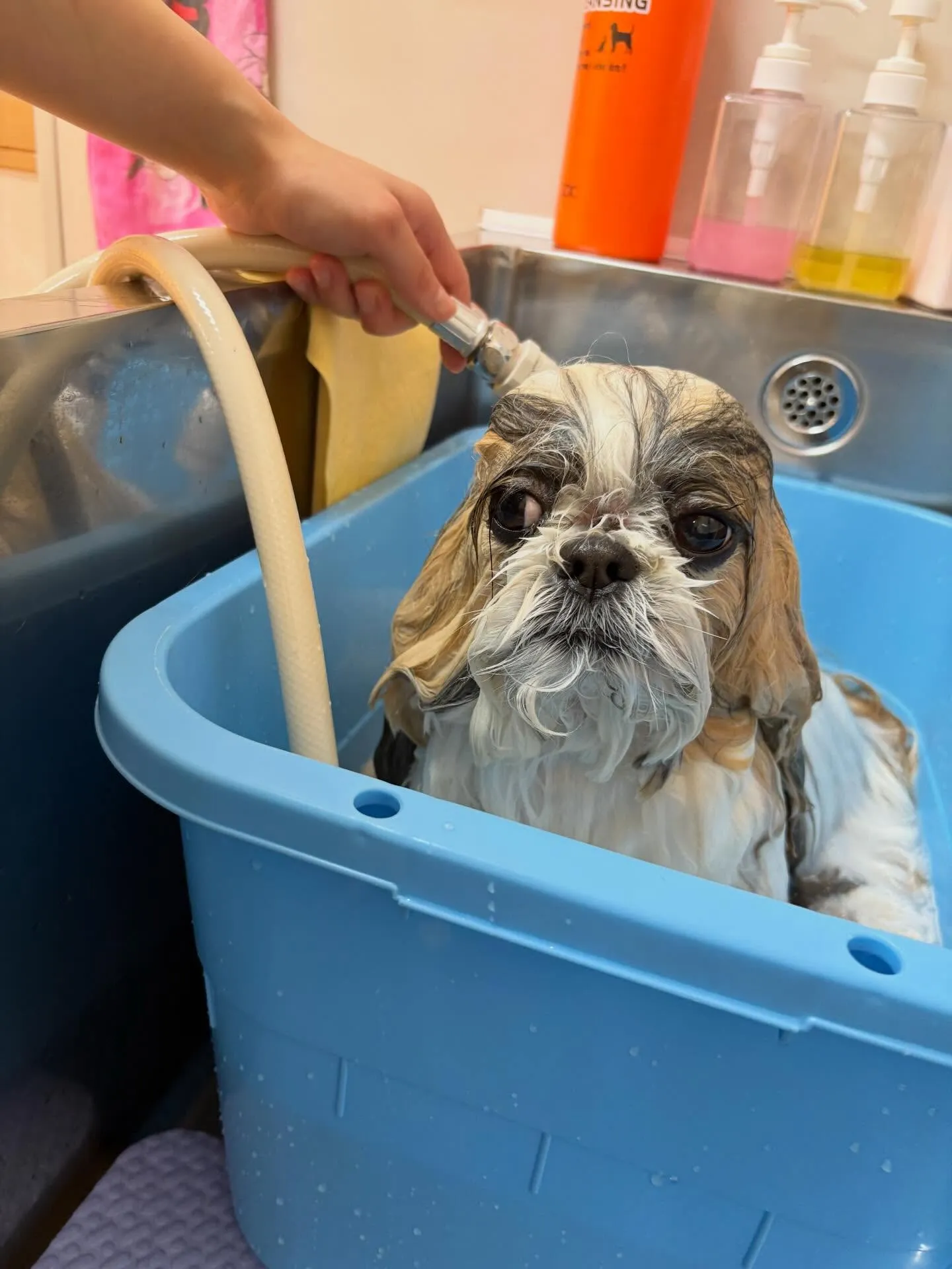 犬のシャンプー🫧