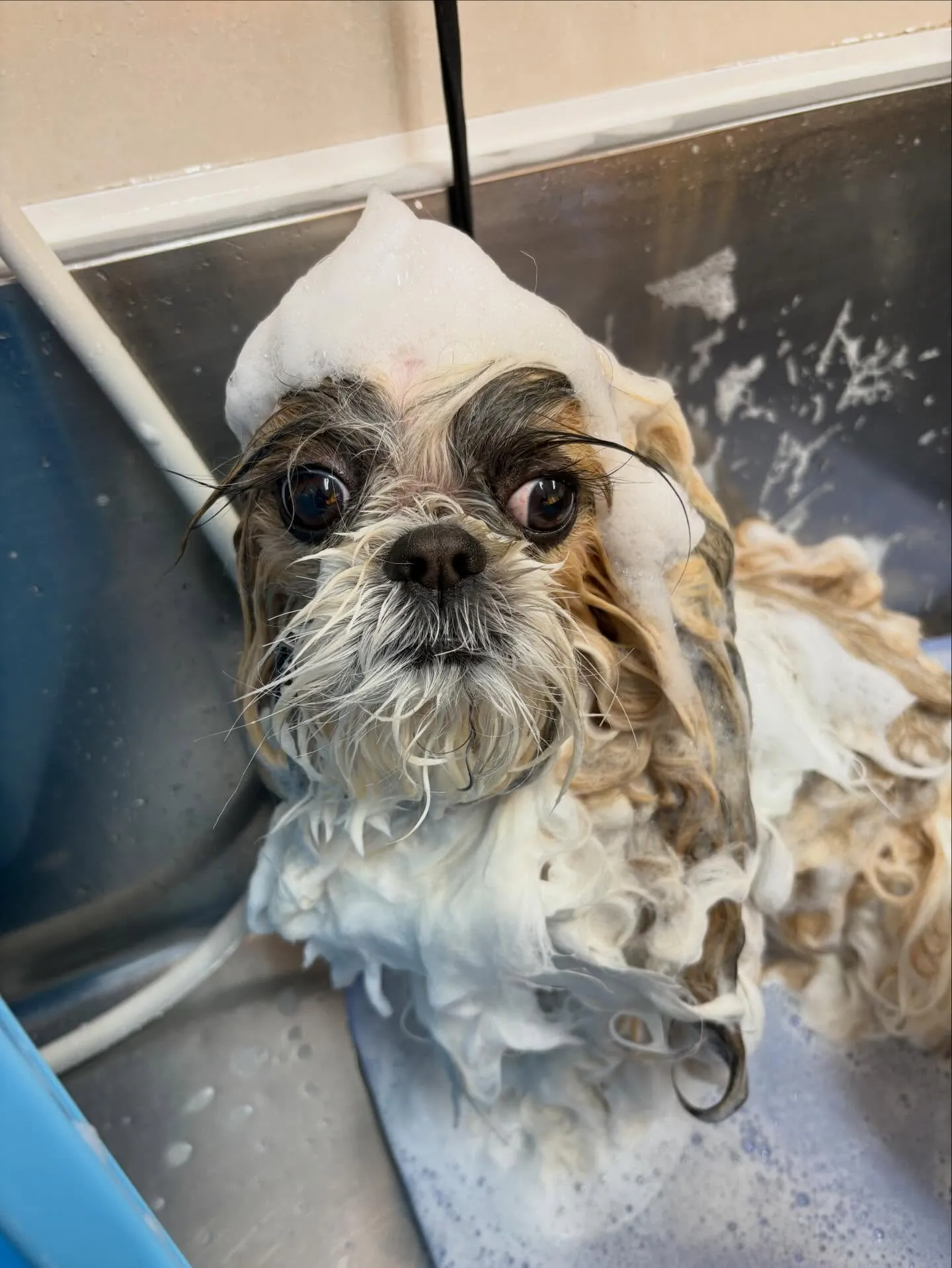 犬のシャンプー🫧