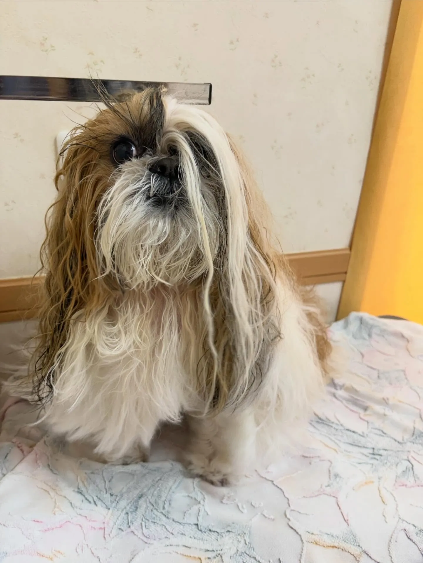 犬のシャンプー🫧