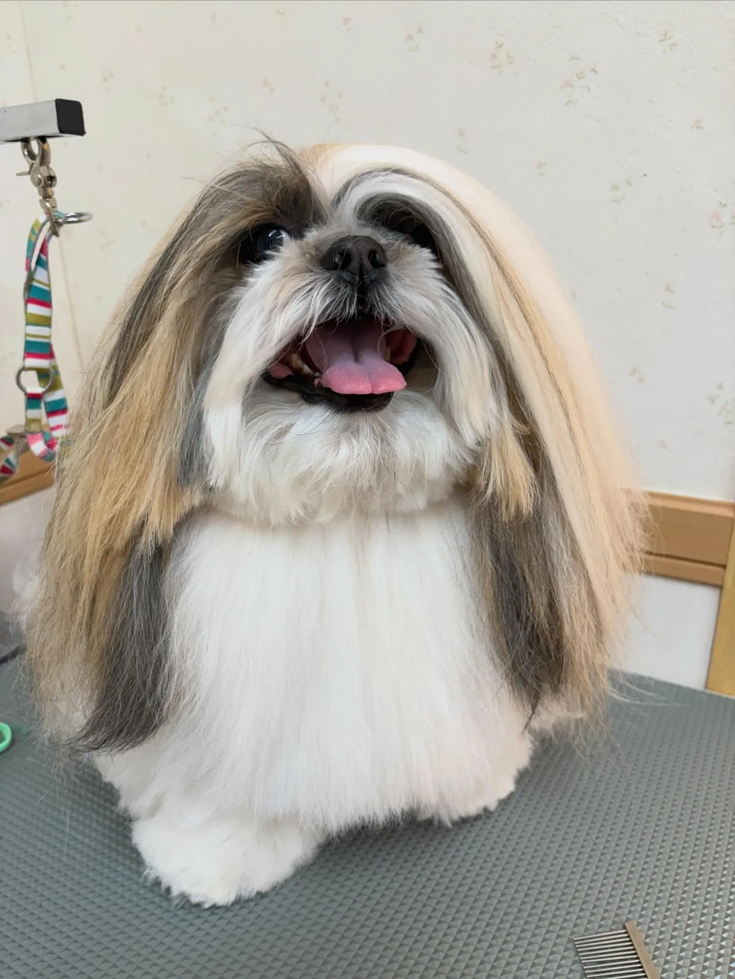 犬のシャンプー🫧