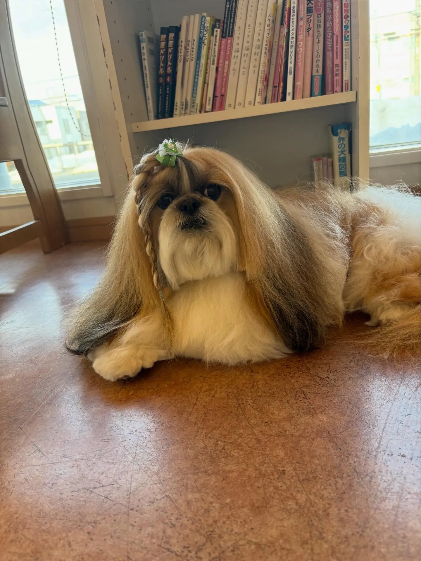 犬のシャンプー🫧