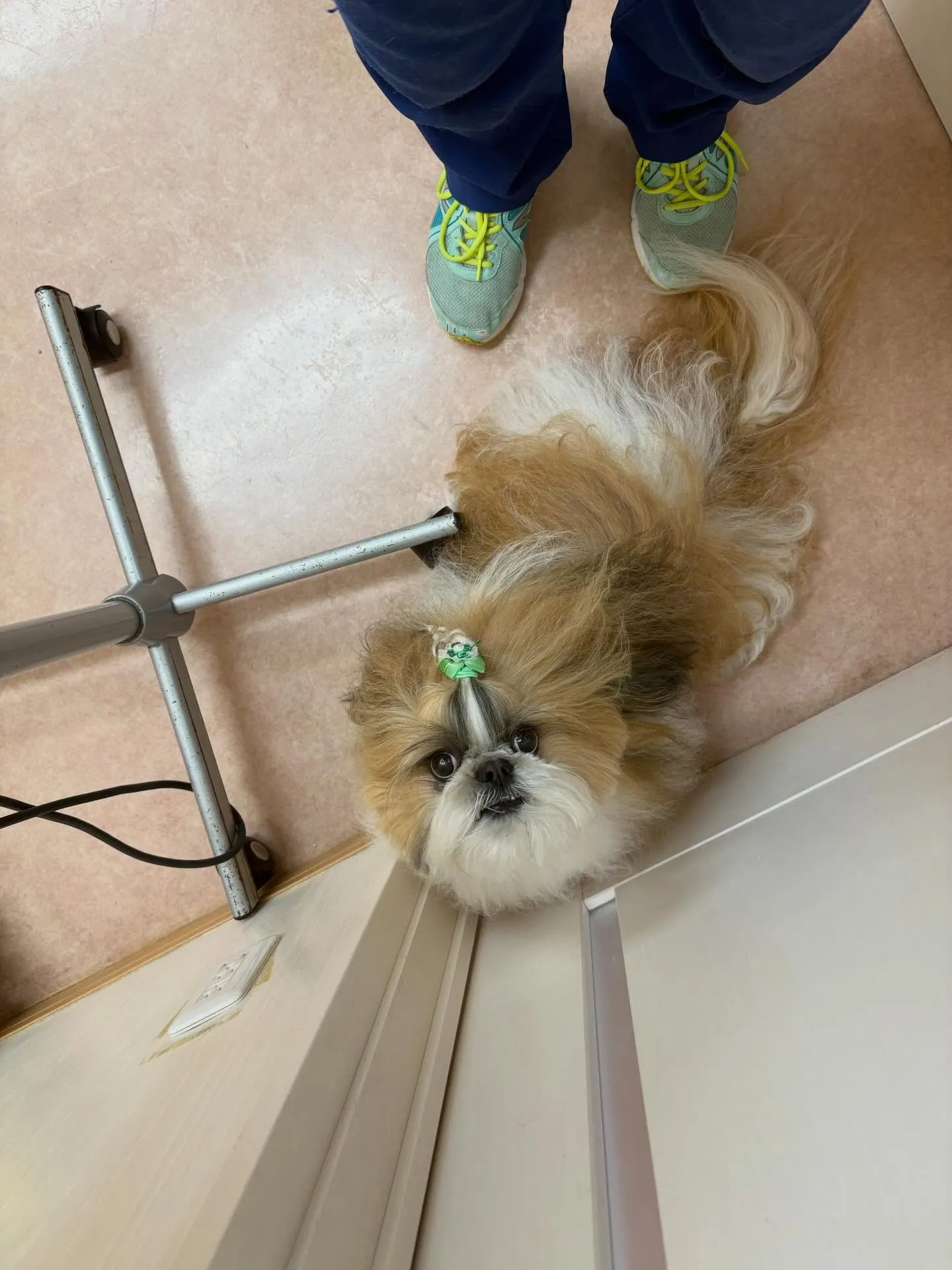 犬のシャンプー🫧