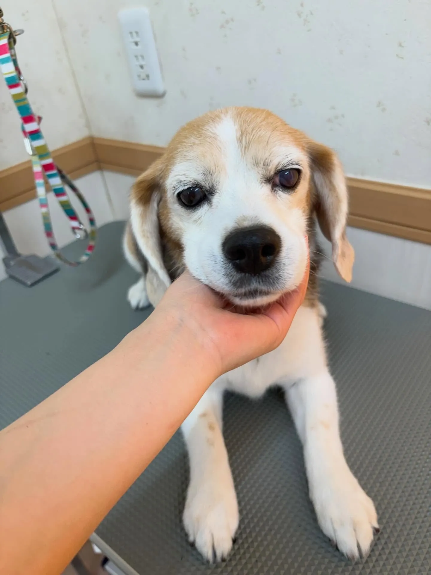 犬のシャンプー🫧