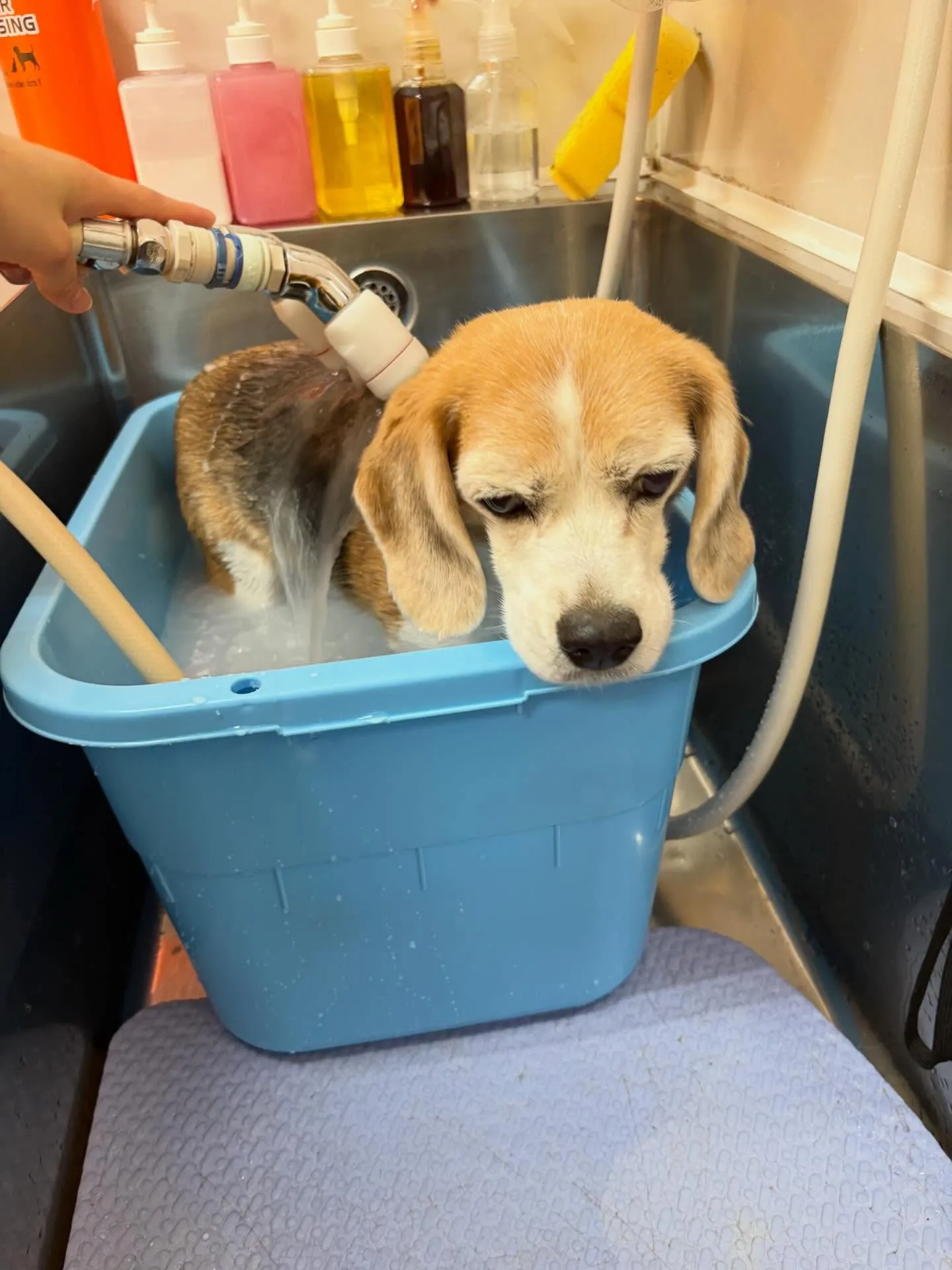 犬のシャンプー🫧