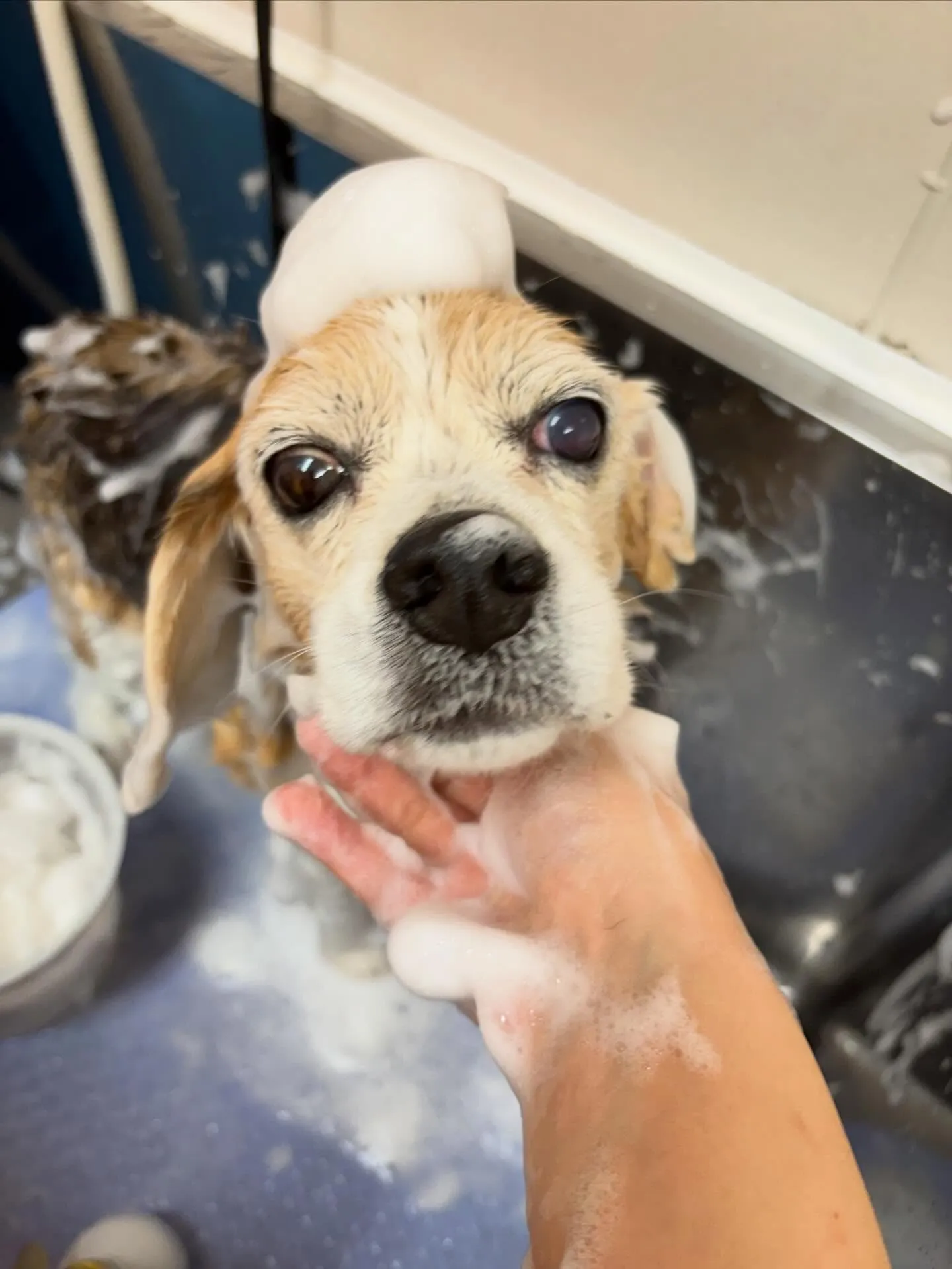 犬のシャンプー🫧