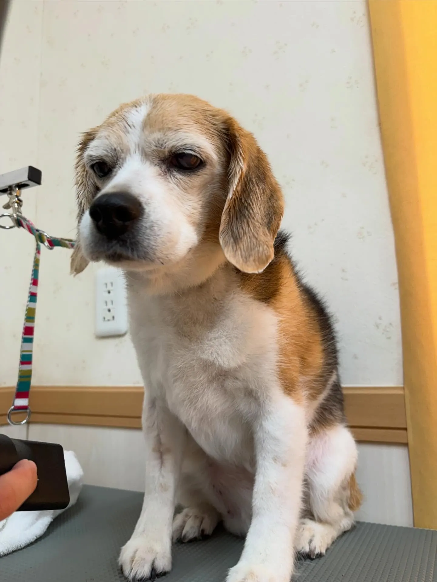 犬のシャンプー🫧