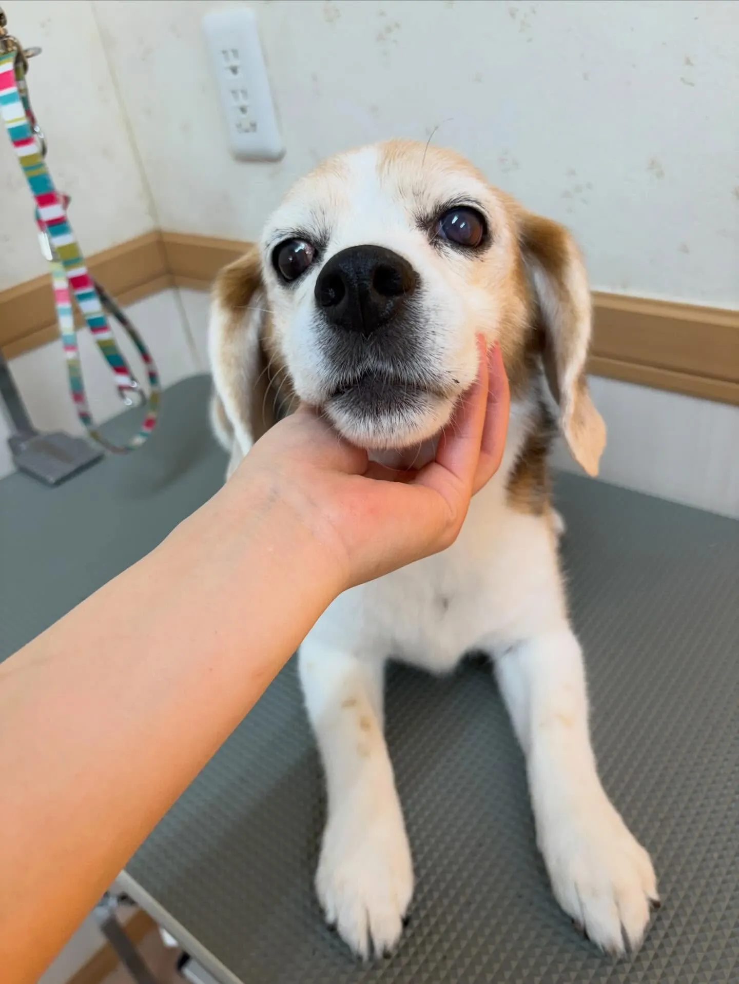 犬のシャンプー🫧