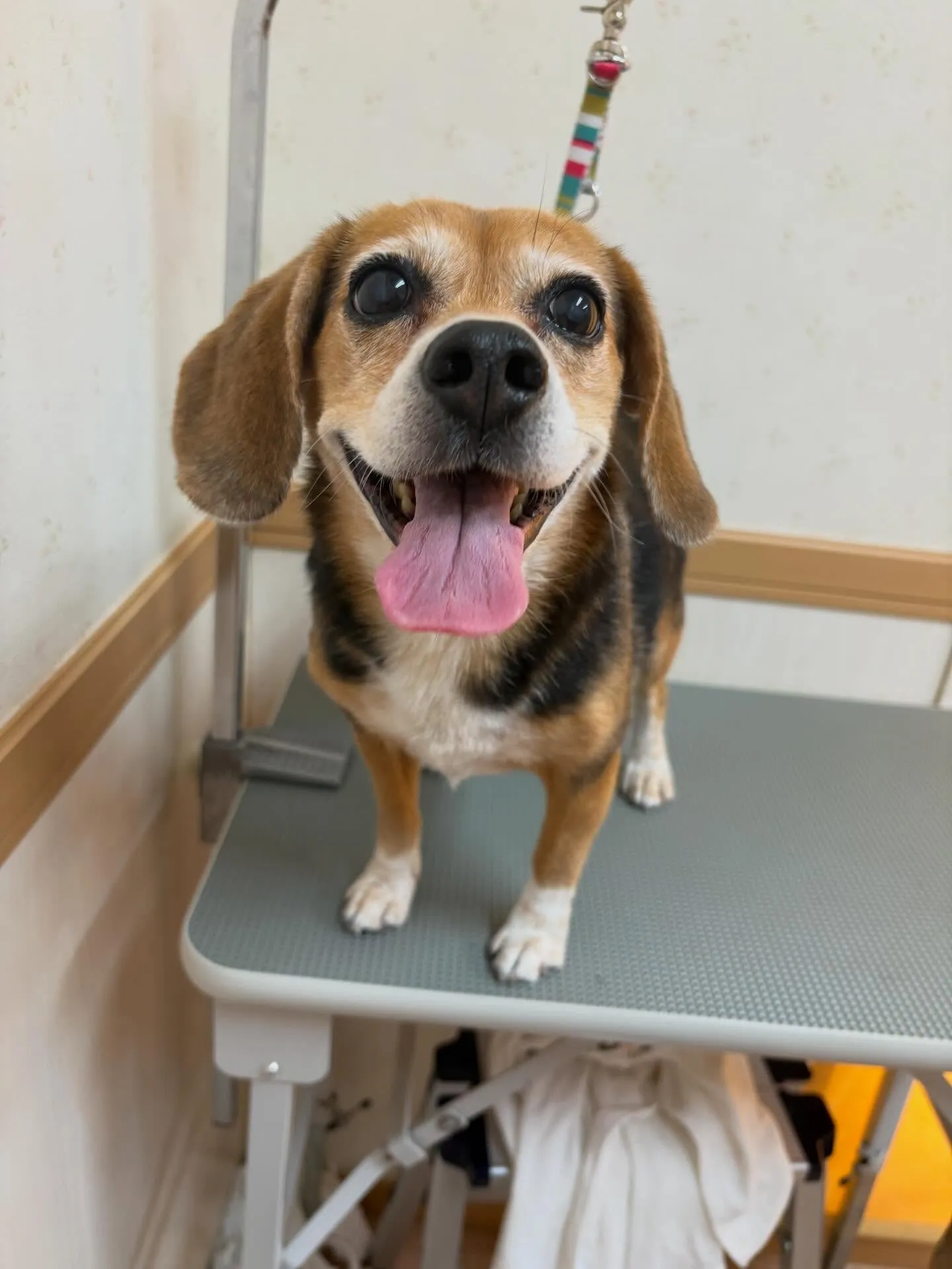 犬のシャンプー🫧