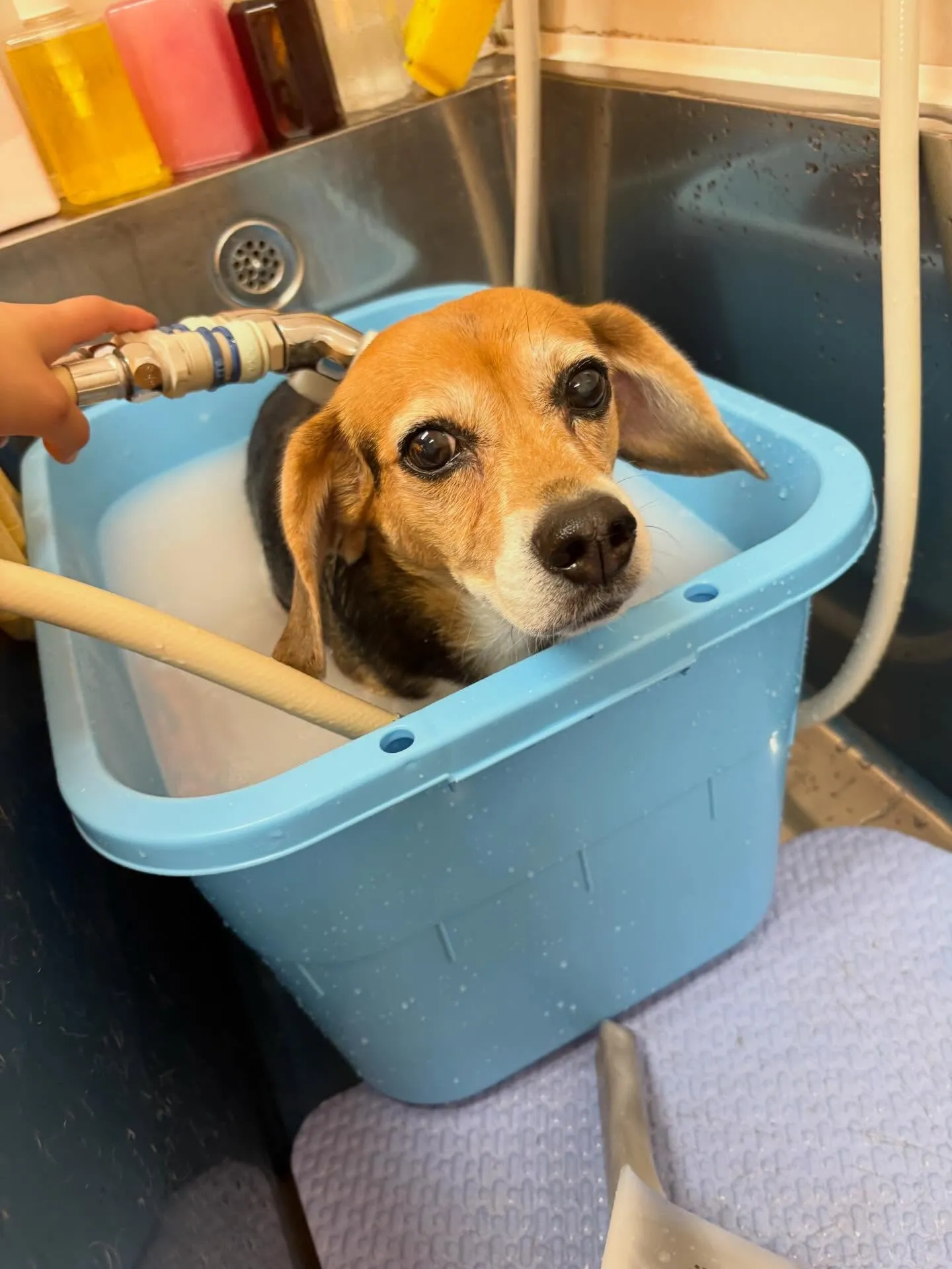 犬のシャンプー🫧