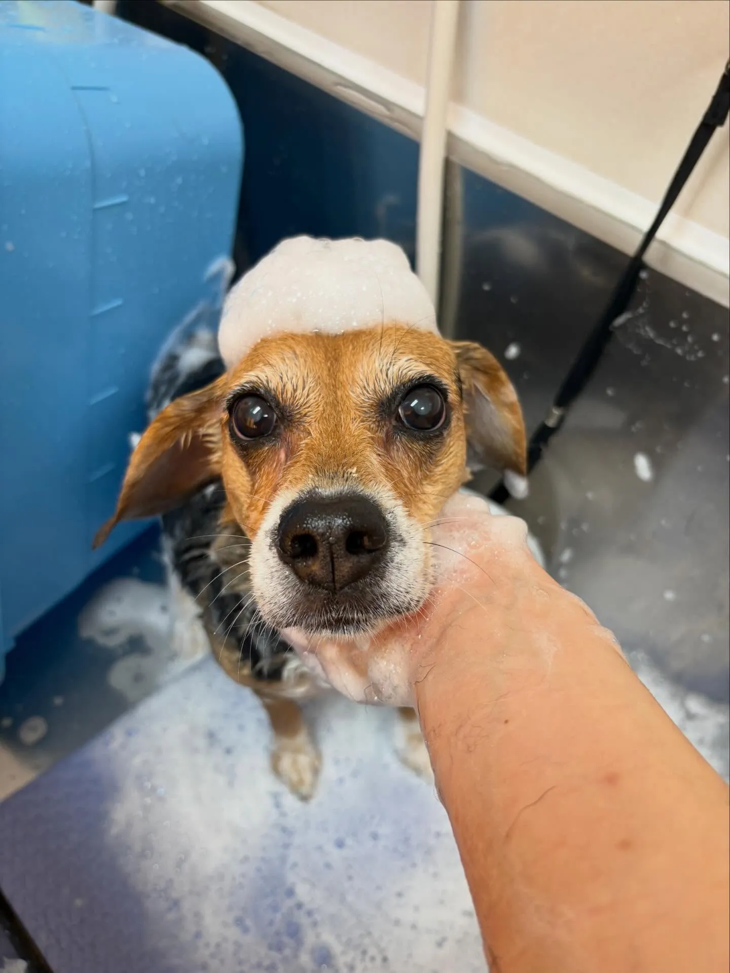 犬のシャンプー🫧