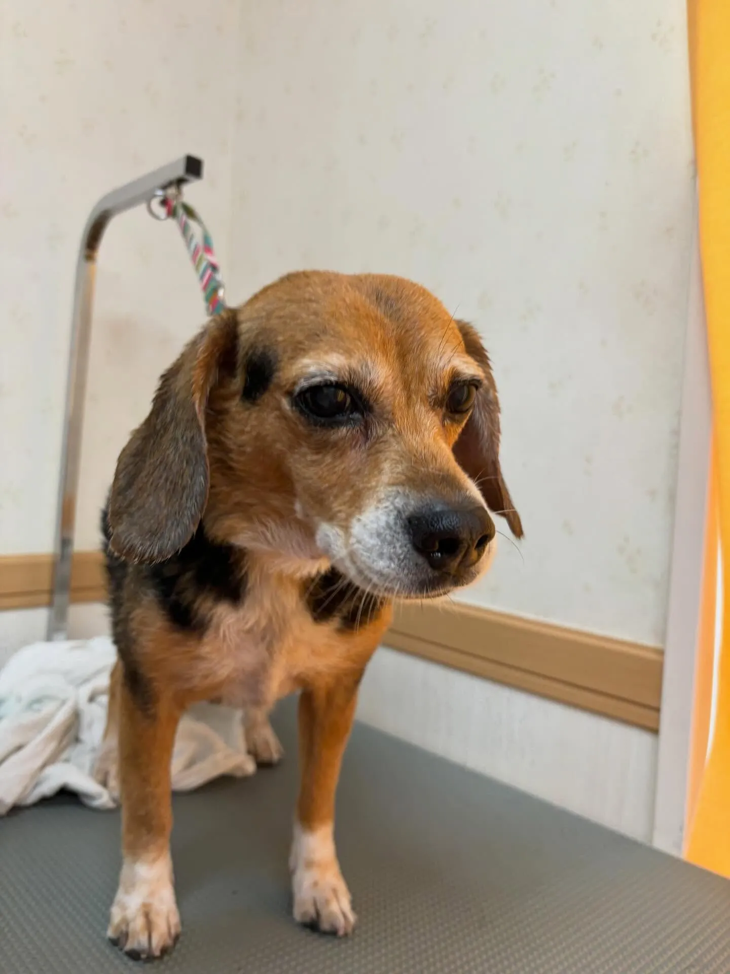 犬のシャンプー🫧