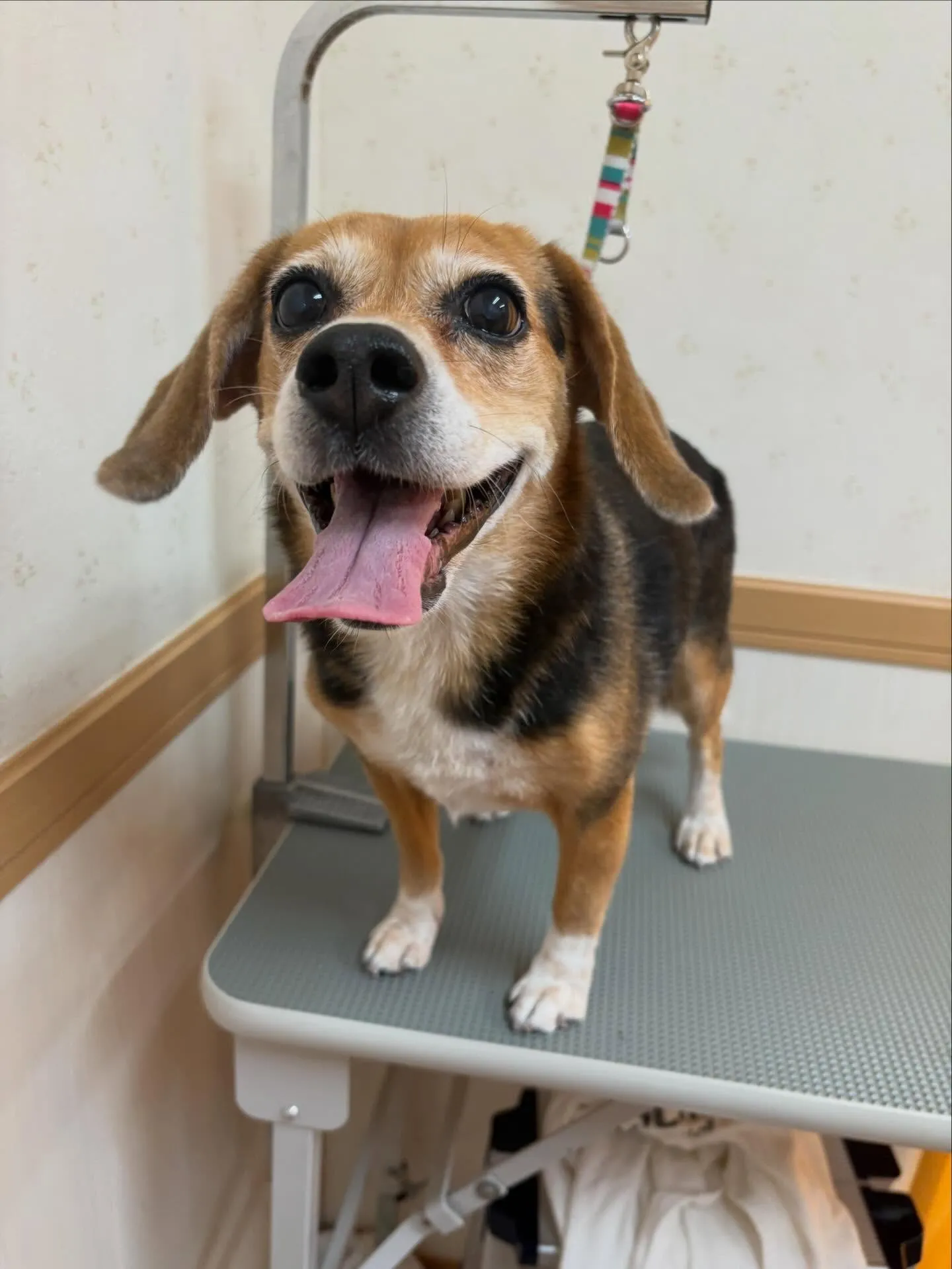 犬のシャンプー🫧