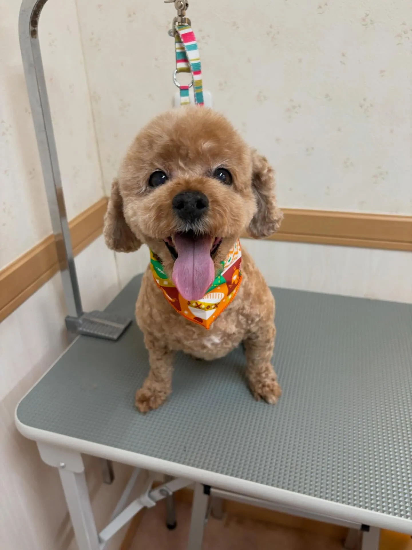 犬のトリミング✂️