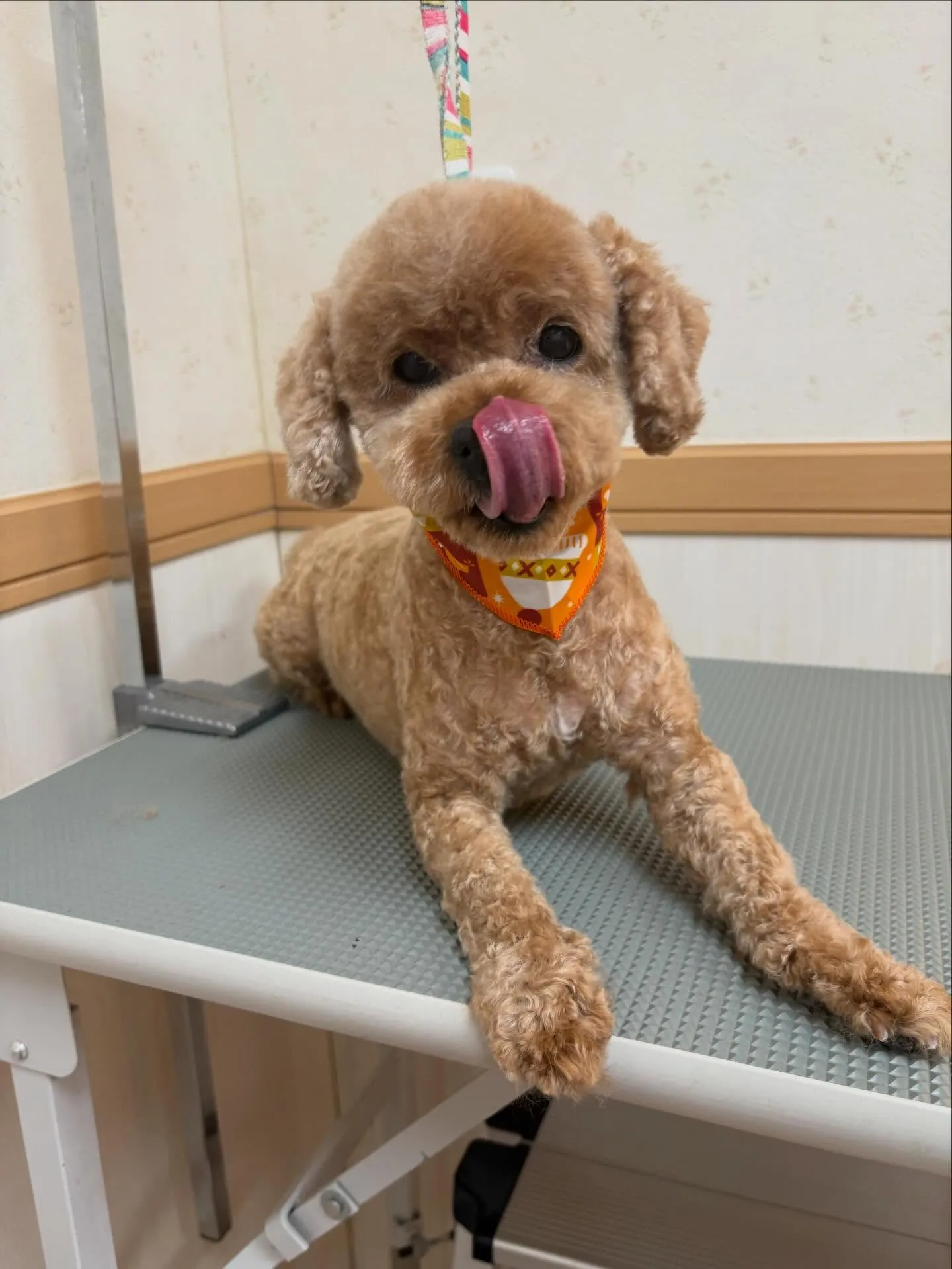 犬のトリミング✂️