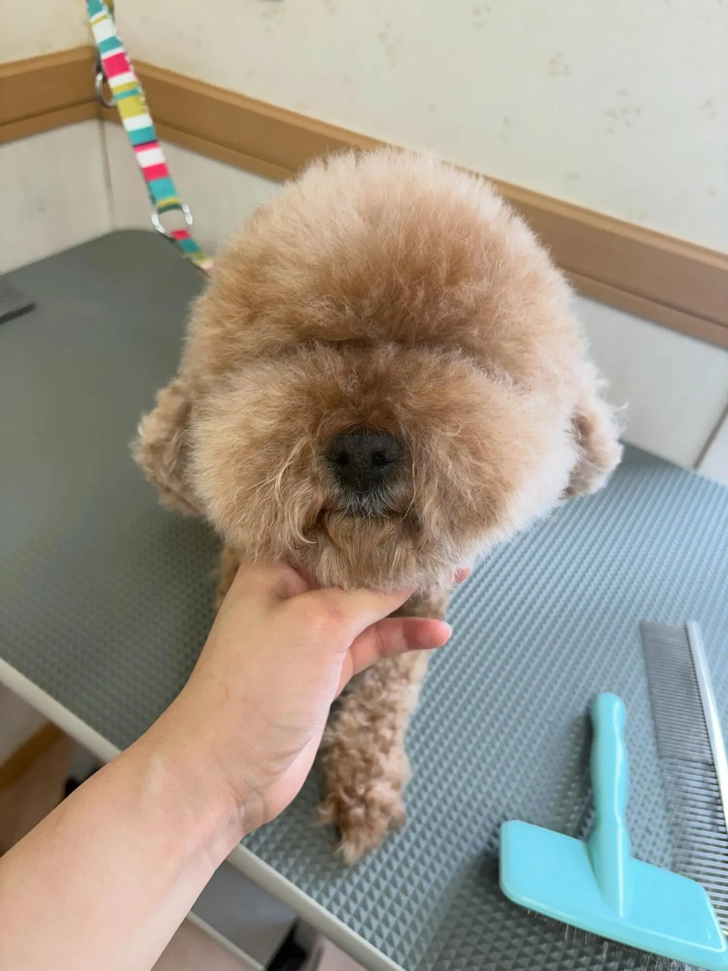 犬のトリミング✂️