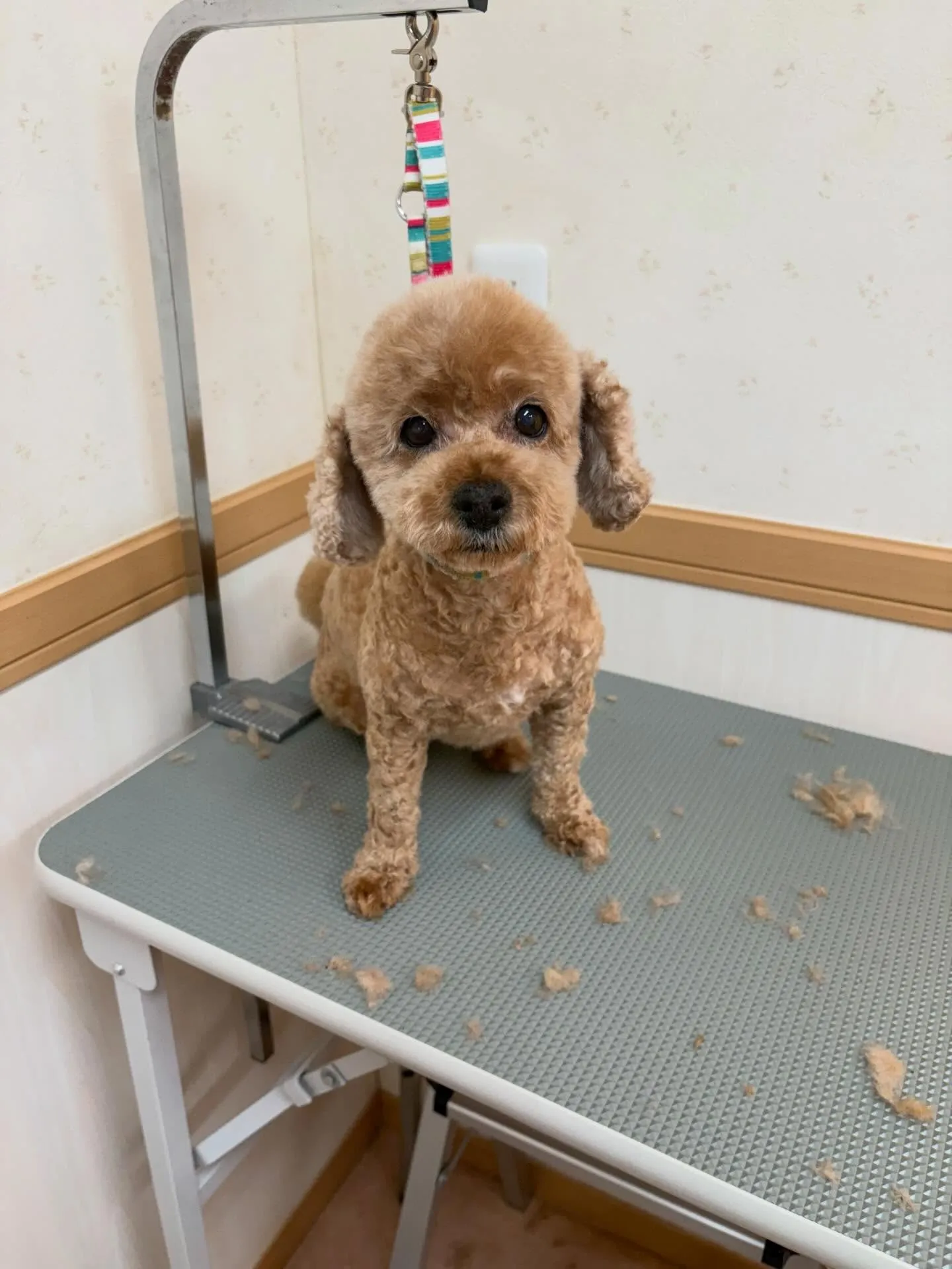 犬のトリミング✂️