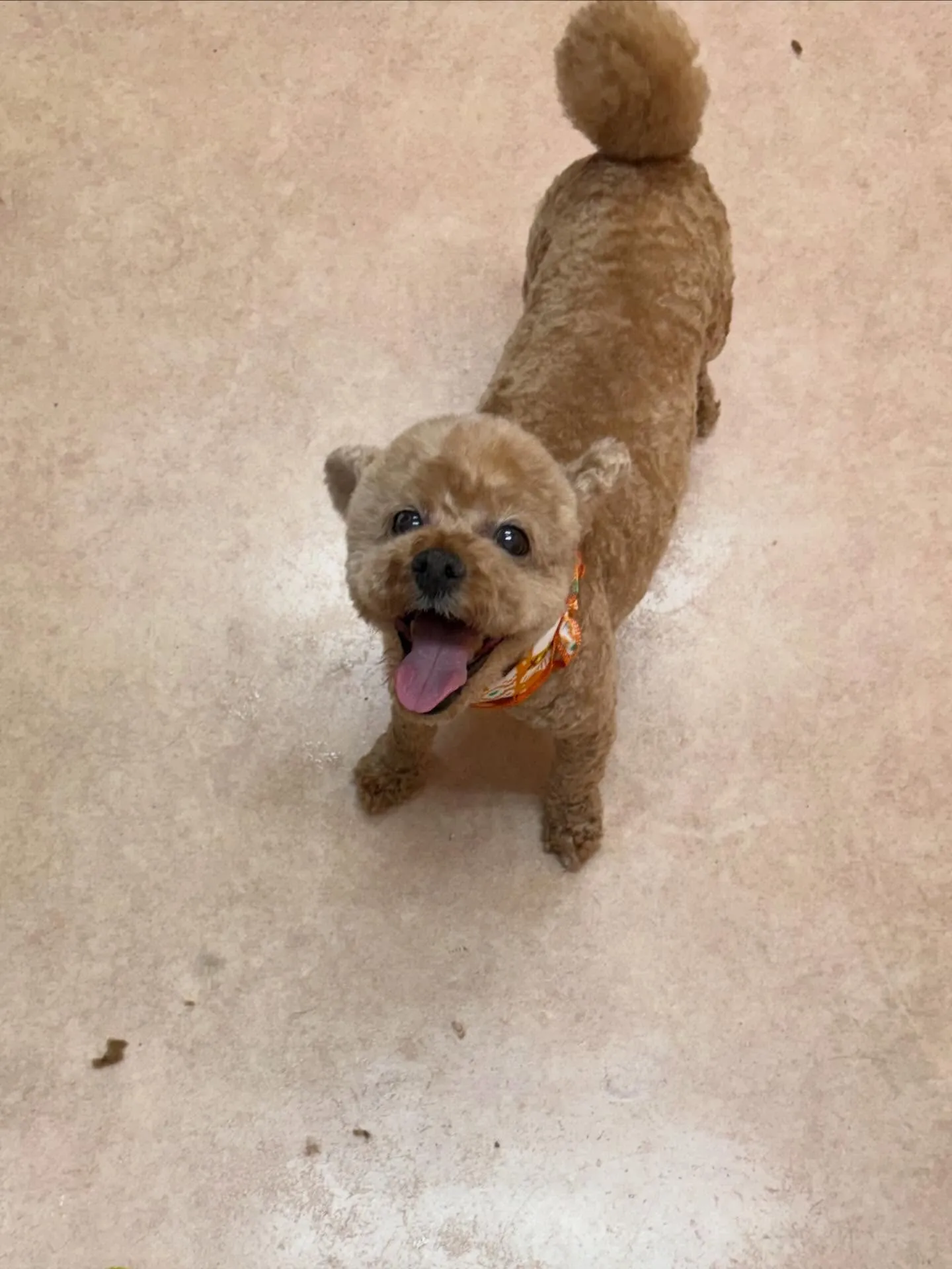 犬のトリミング✂️