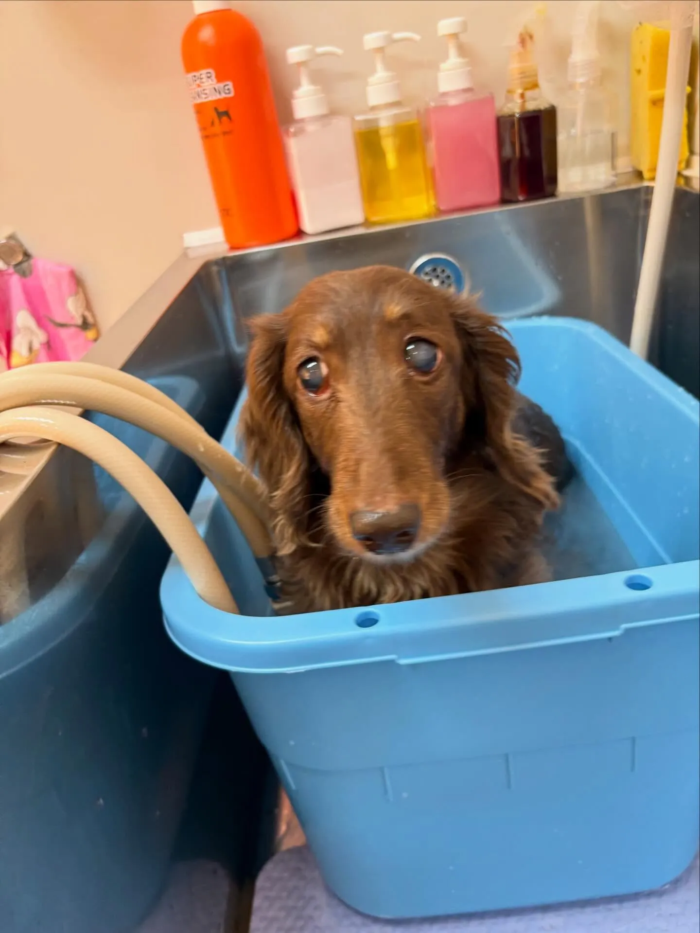 犬のトリミング✂️