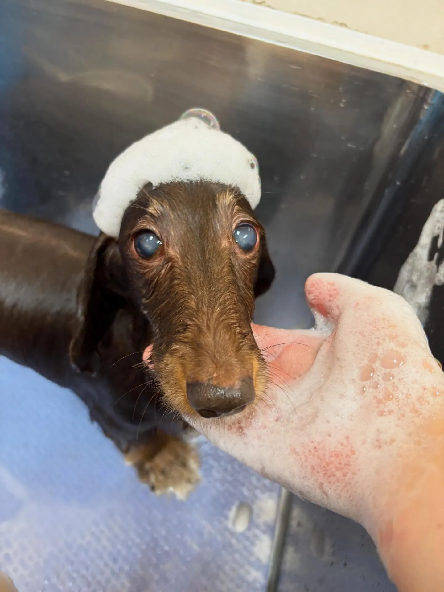 犬のトリミング✂️