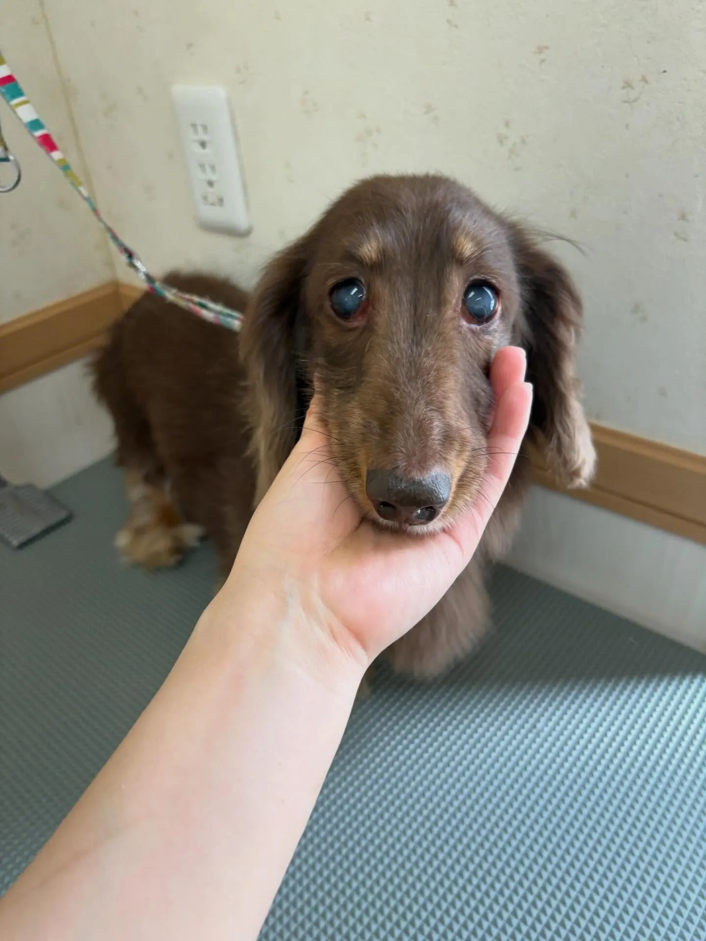 犬のトリミング✂️