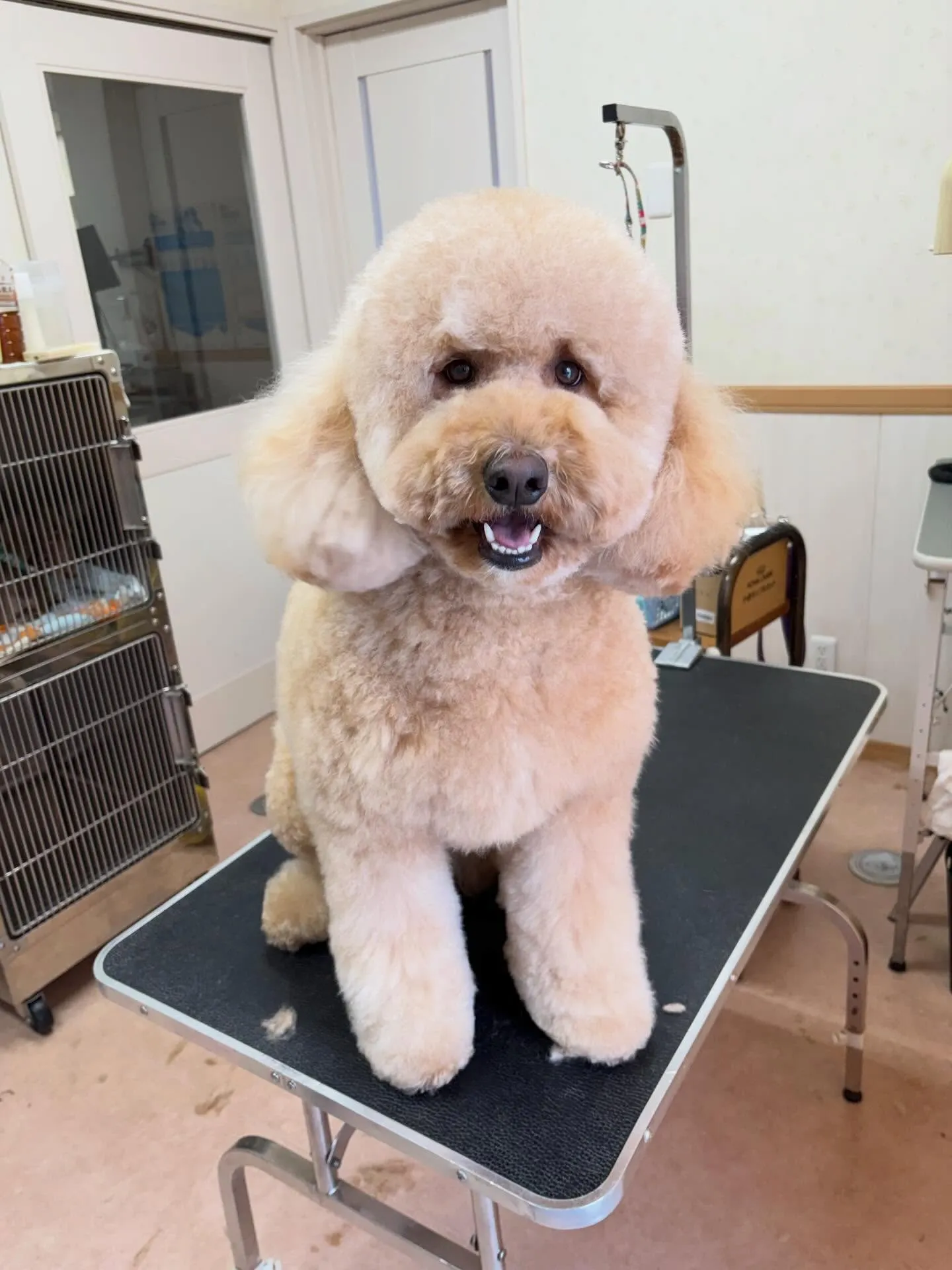 犬のシャンプー🫧