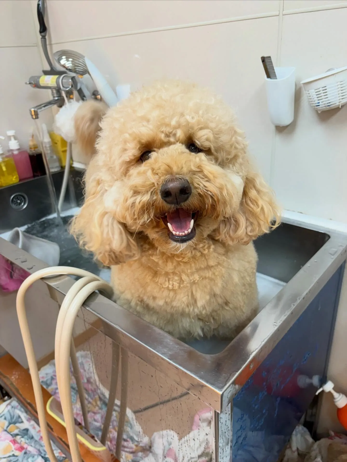 犬のシャンプー🫧