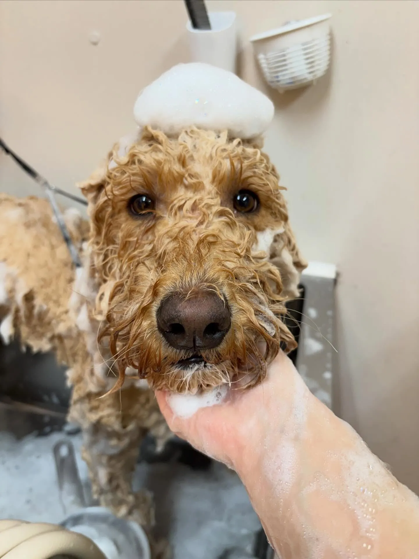 犬のシャンプー🫧