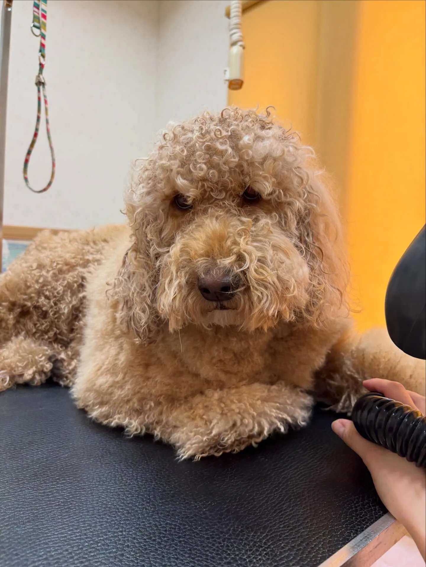 犬のシャンプー🫧