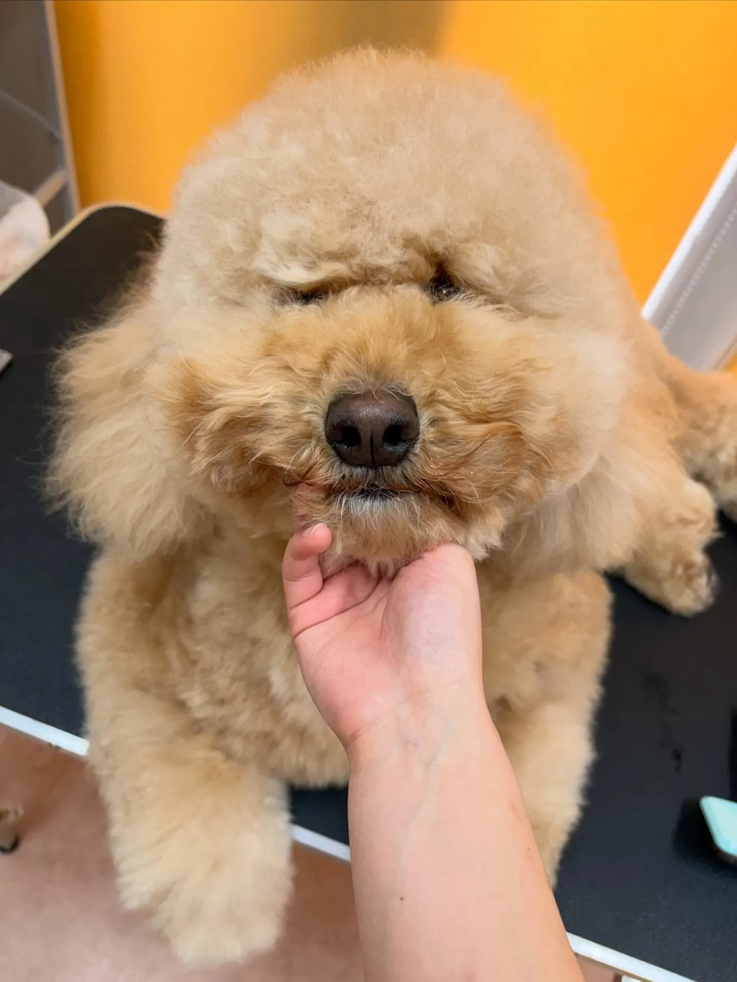 犬のシャンプー🫧