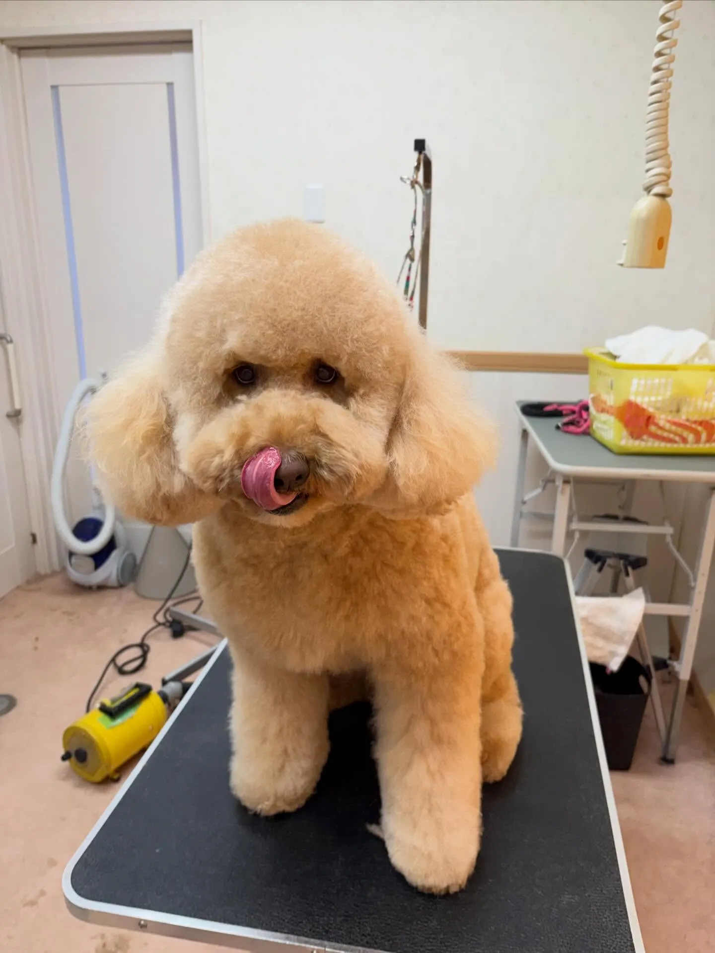 犬のシャンプー🫧