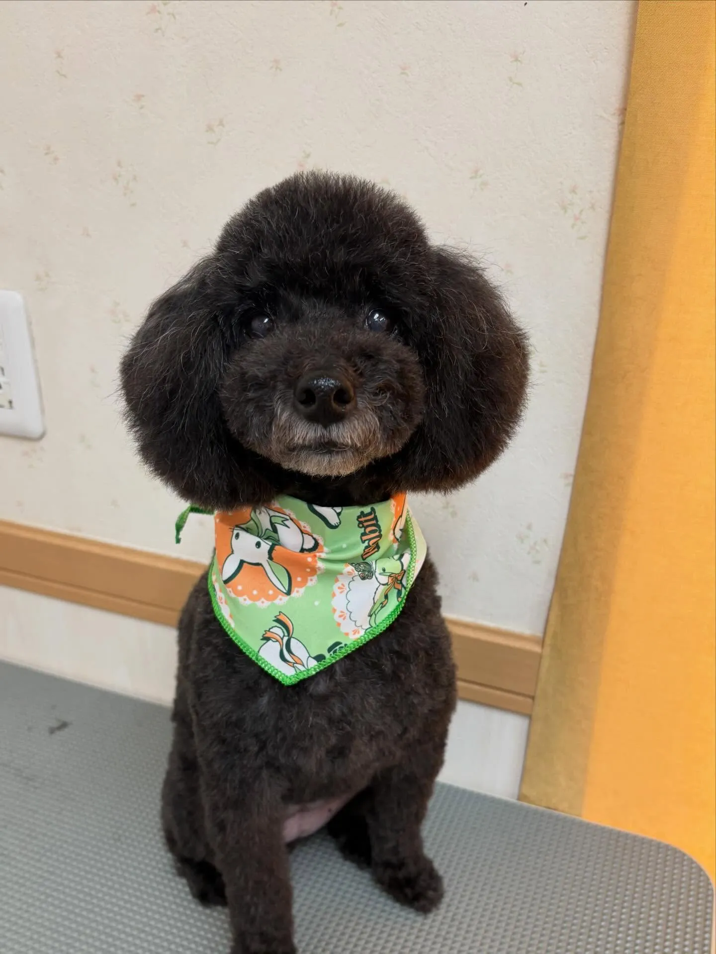 犬のトリミング✂️