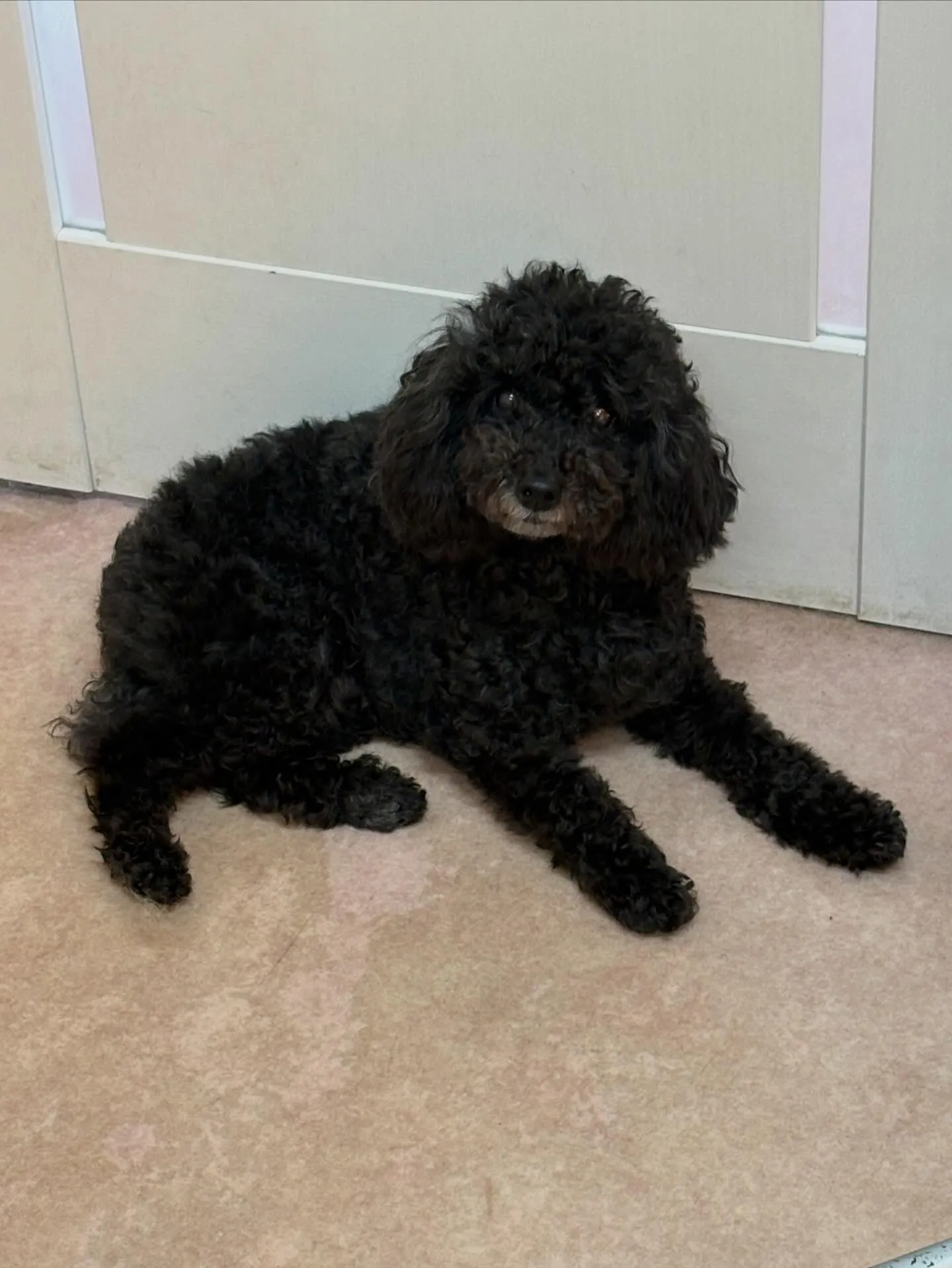 犬のトリミング✂️