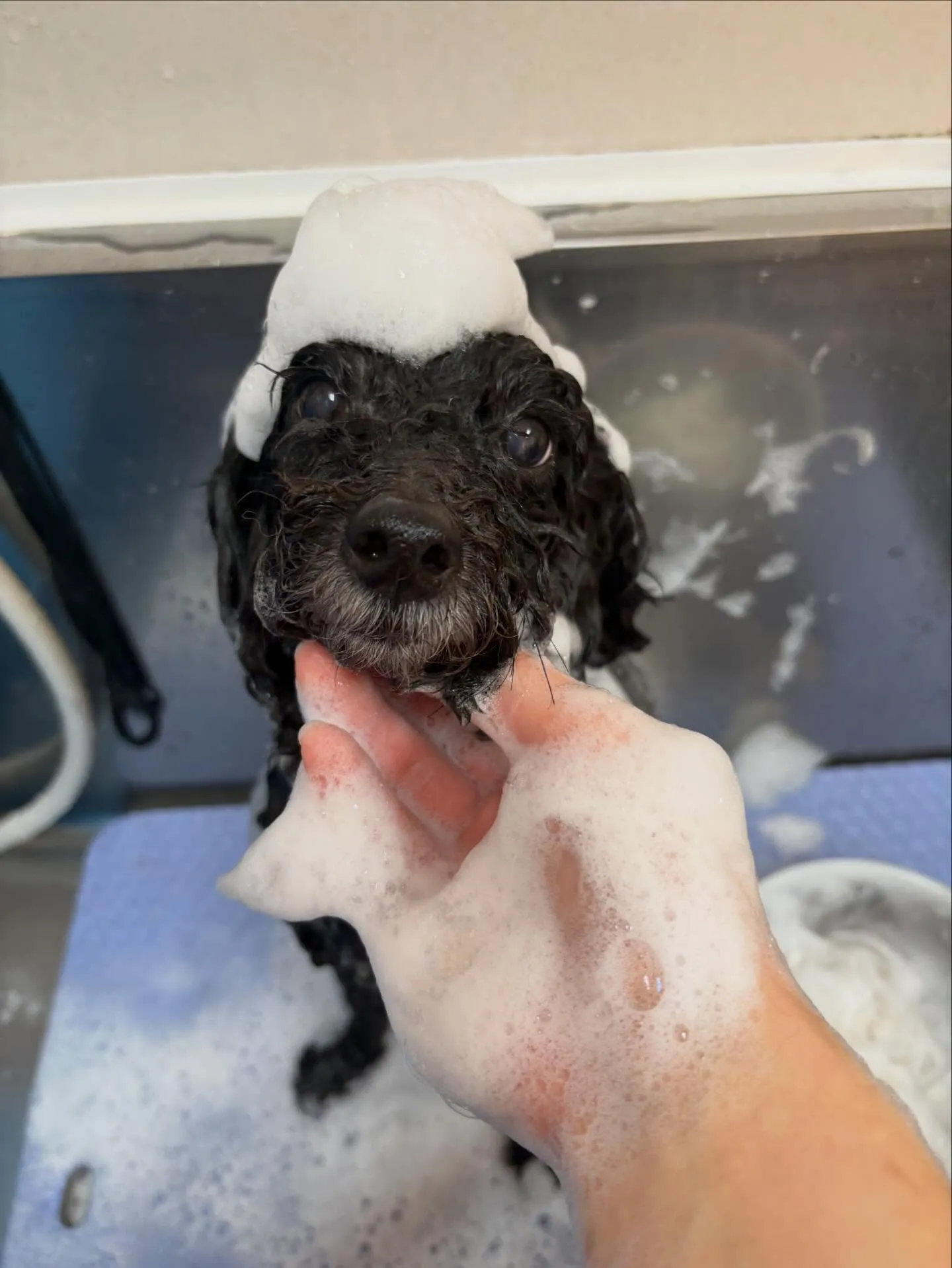 犬のトリミング✂️