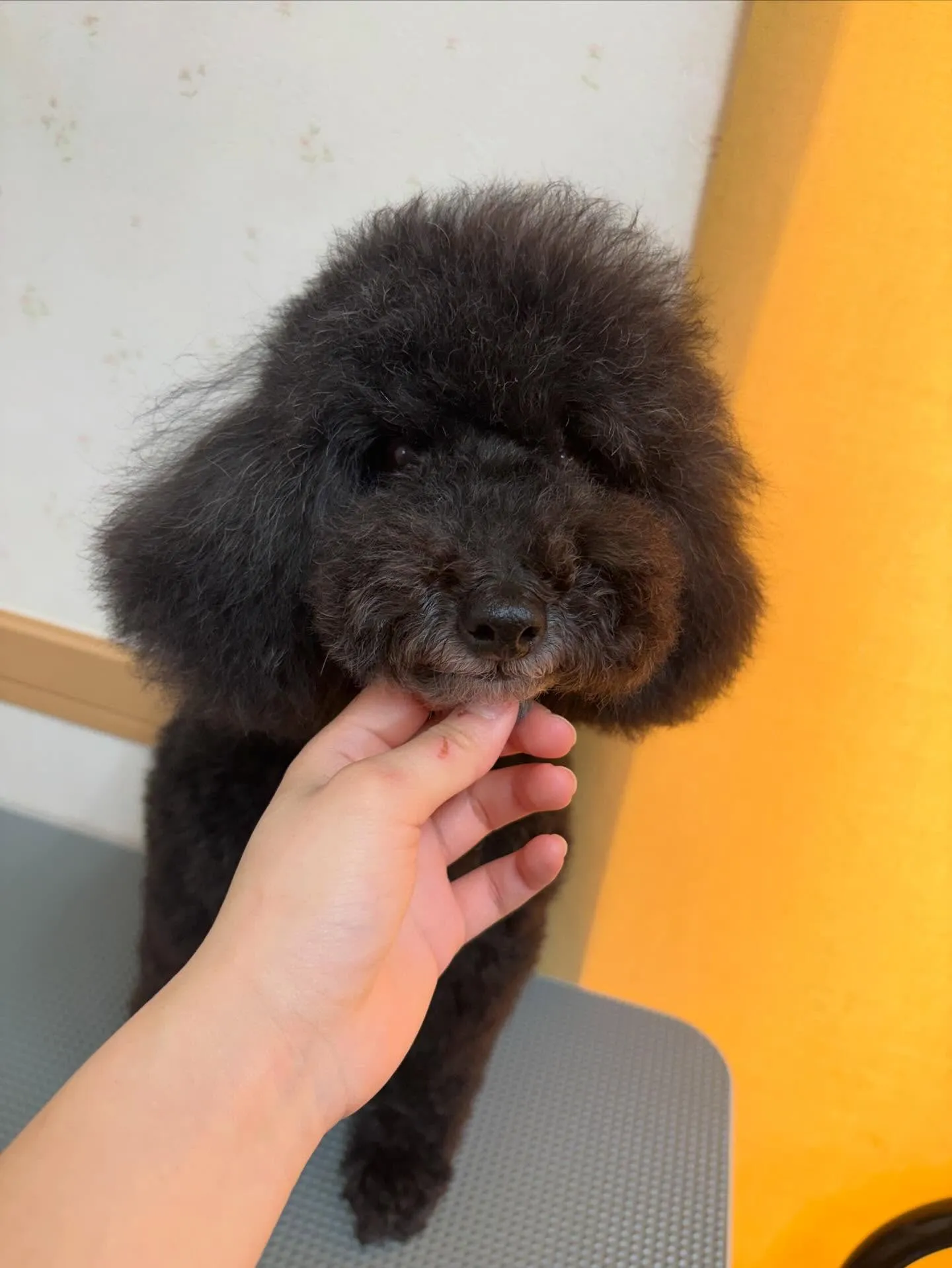 犬のトリミング✂️