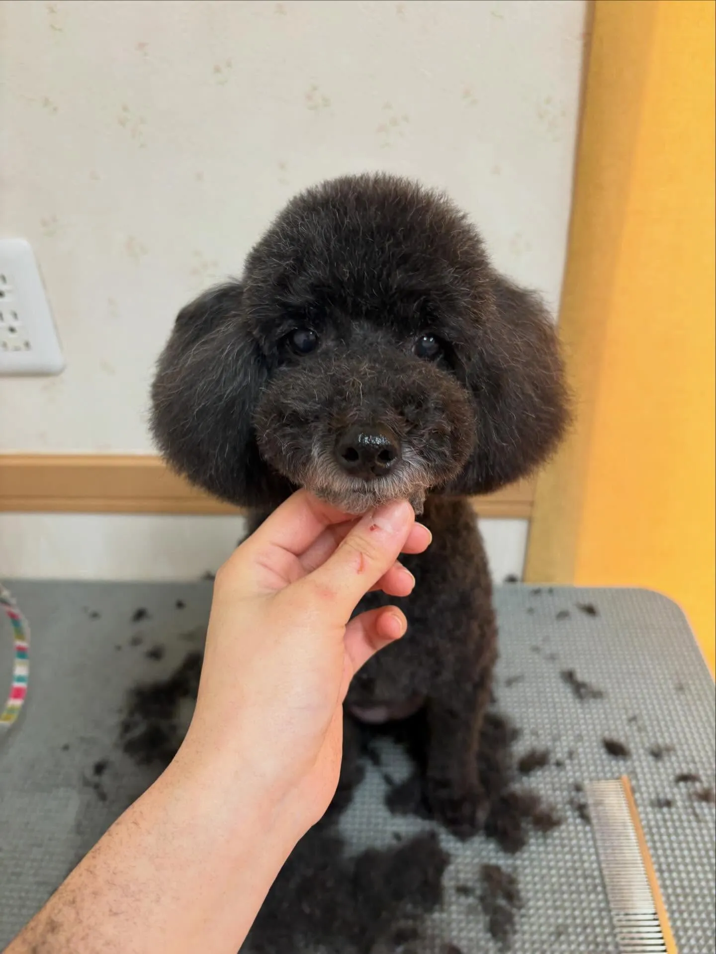 犬のトリミング✂️