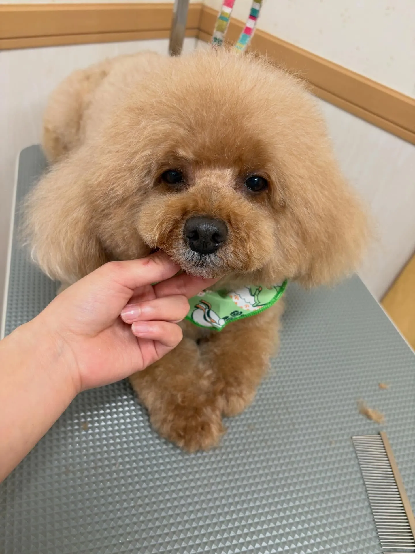 犬のトリミング✂️