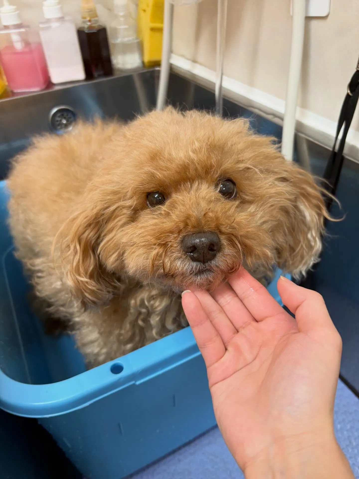 犬のトリミング✂️